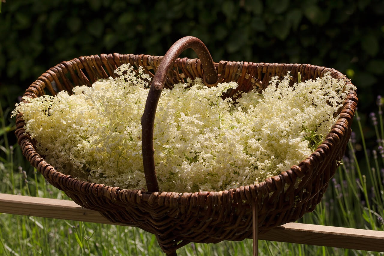 Sciroppo di sambuco: quando raccogliere i fiori e infonderli lentamente