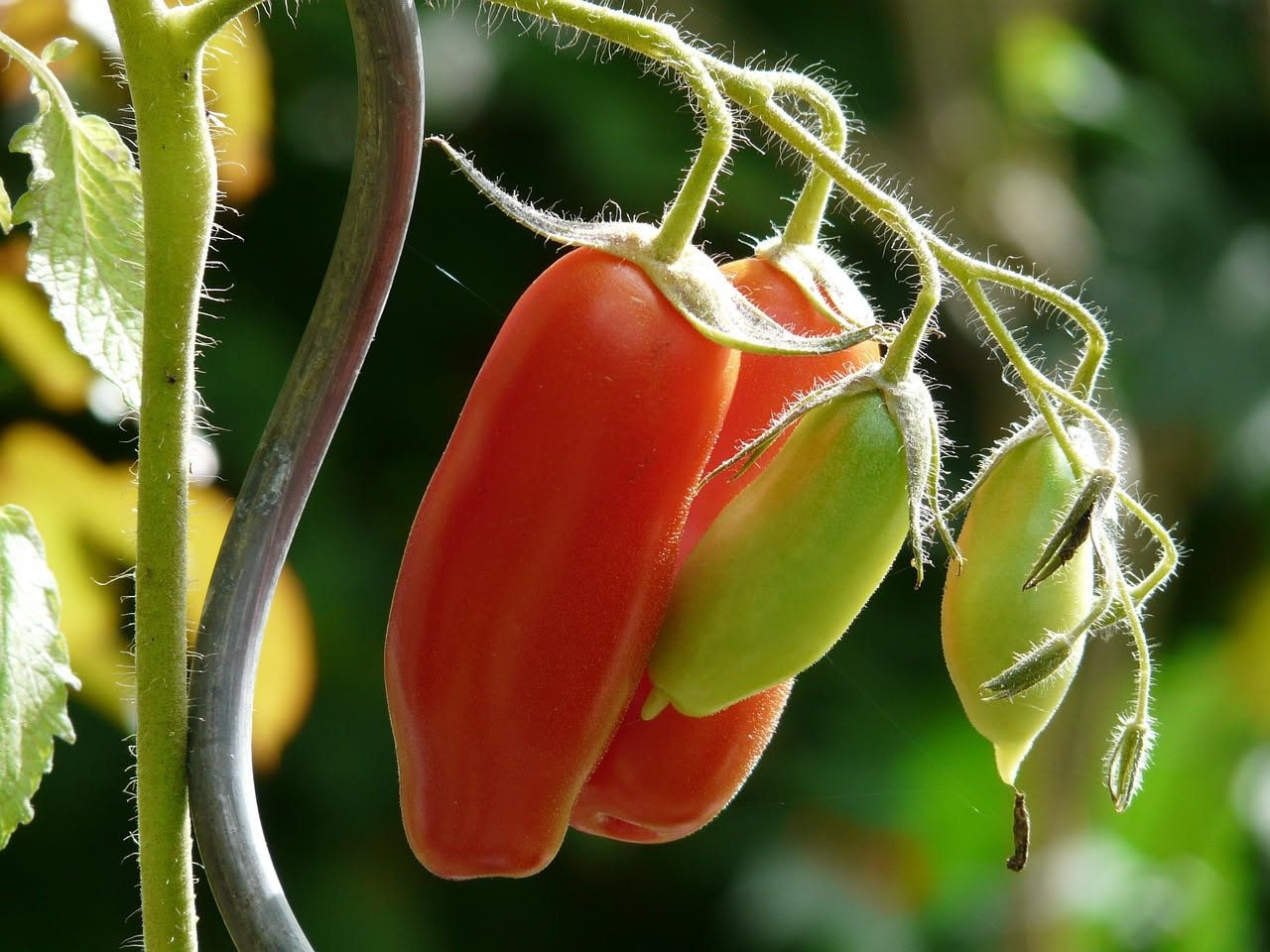 Pomodoro San Marzano a luglio: quali varietà scegliere e come riconoscerle