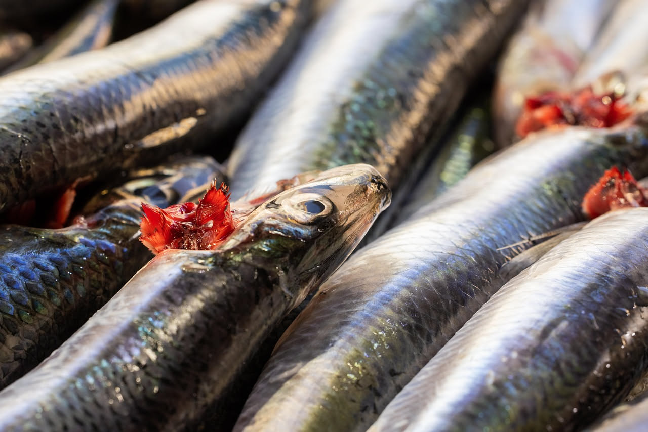 Acciughe ripiene: delicate al palato e ricche di omega3 per il cuore