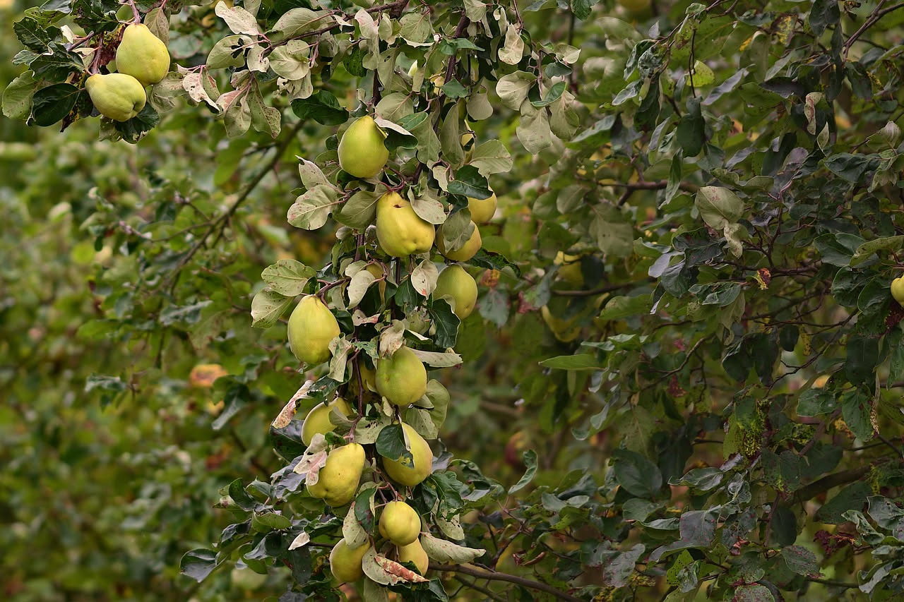 Acqua di cotogna