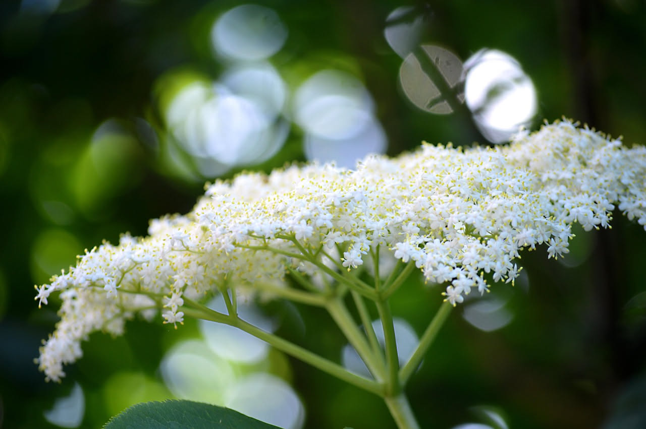 Acqua di fiori di sambuco