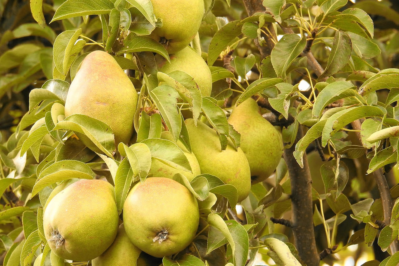 Acquavite di pere
