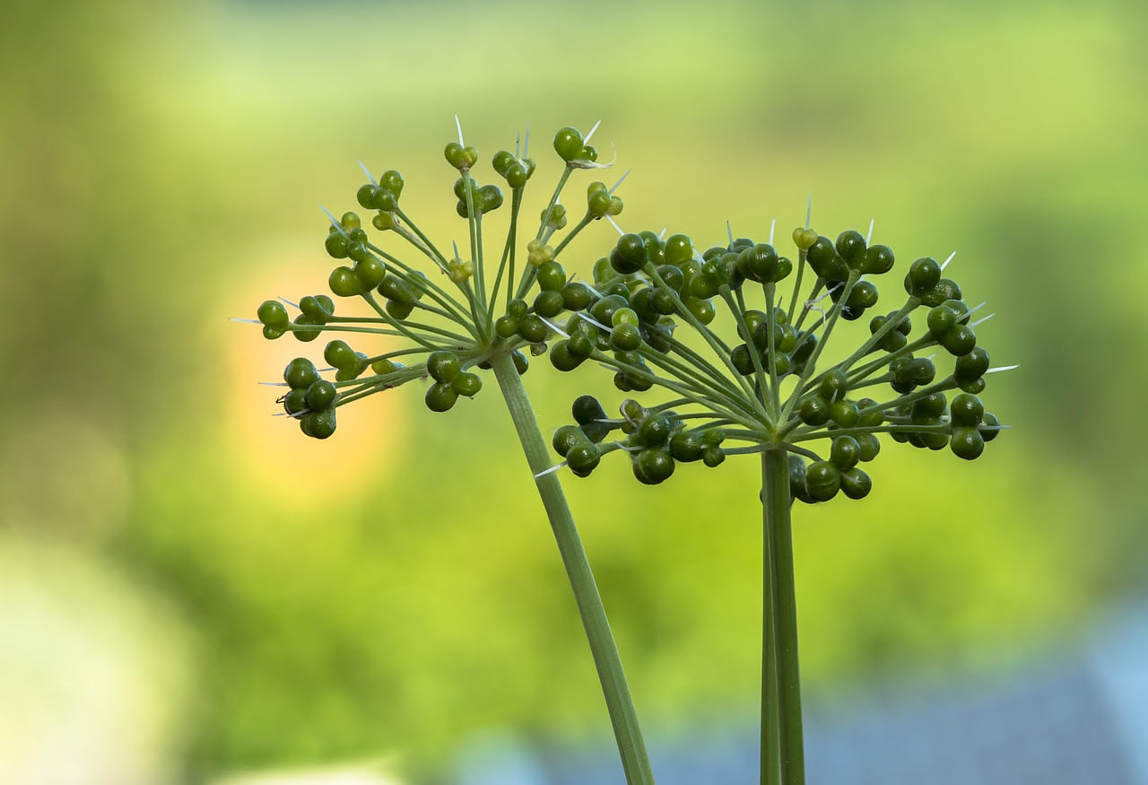 Aglio selvatico sott'olio