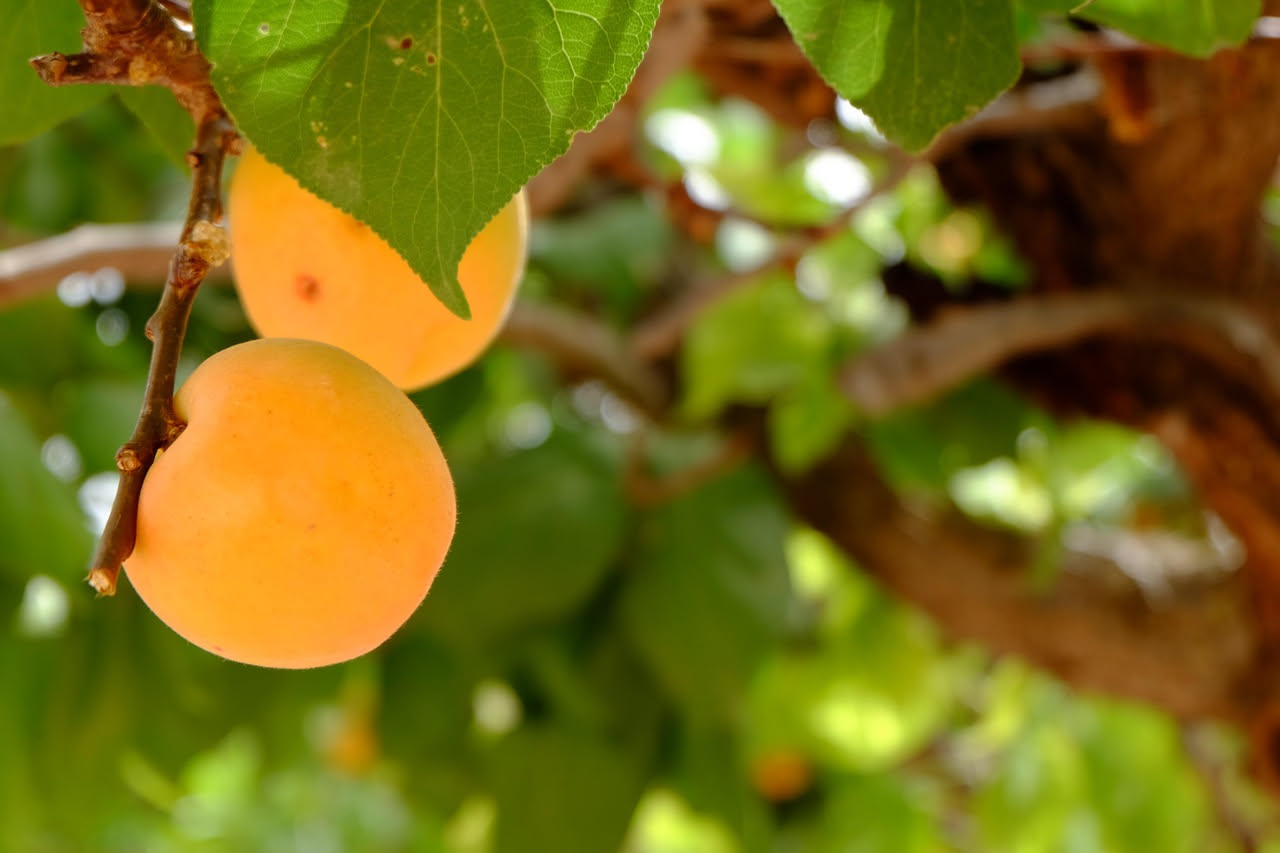 Albicocche in agrodolce