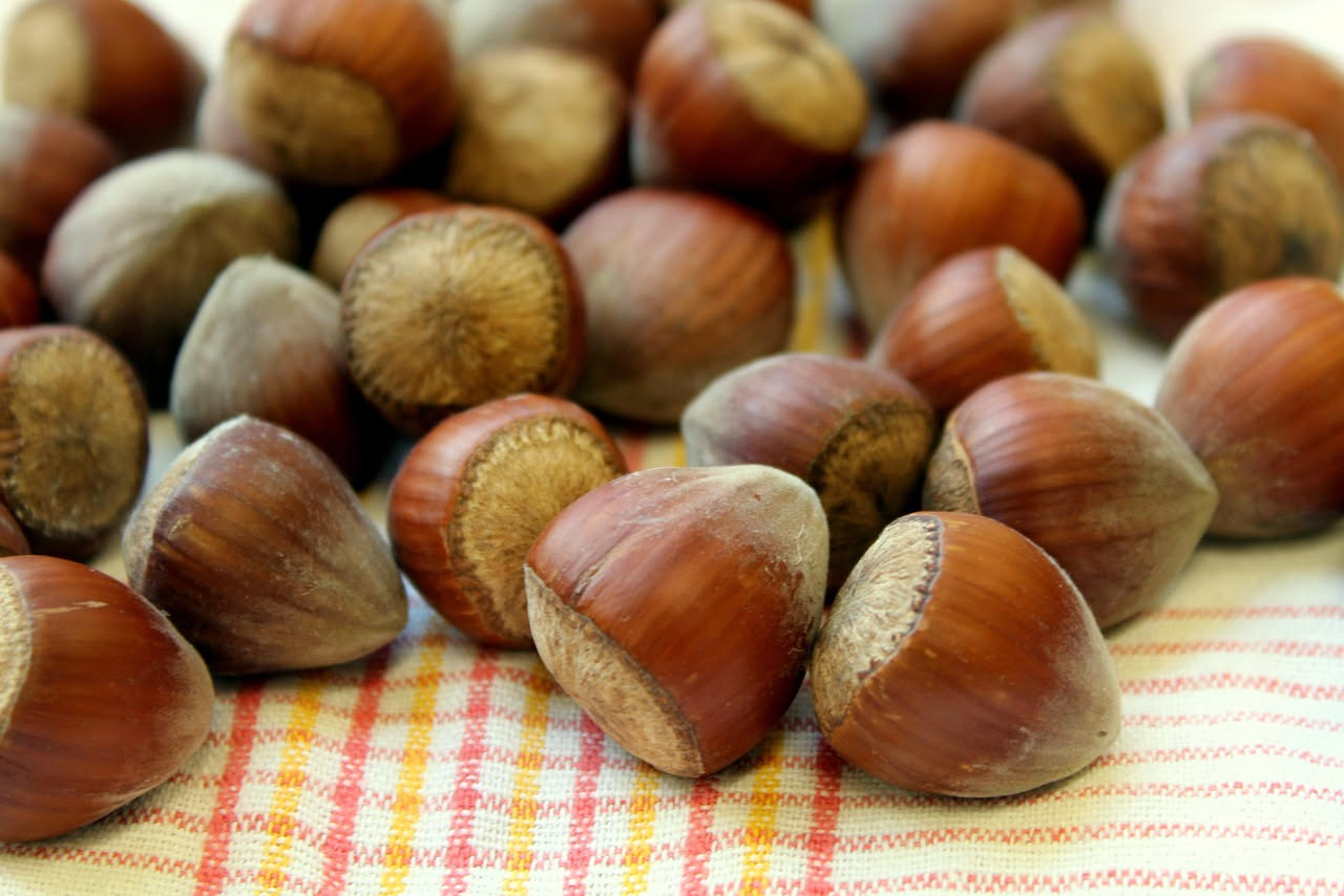 Una quindicina di baci di dama disposti su un piatto bianco, doppi biscotti tondi alle nocciole ricoperti di cioccolato fondente lucido, con il cioccolato che appare lucente e il biscotto visibile tra