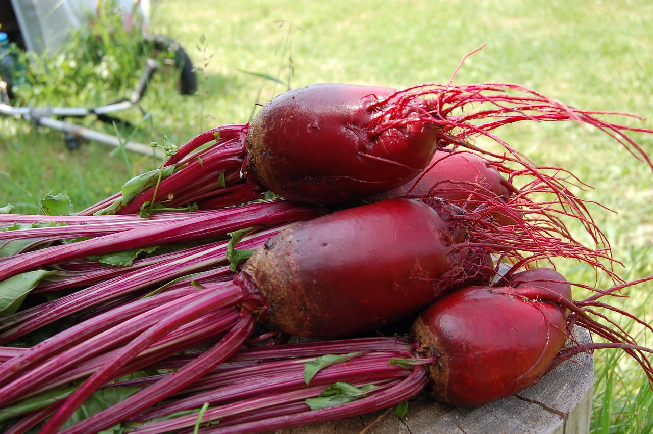 Barbabietole rosse