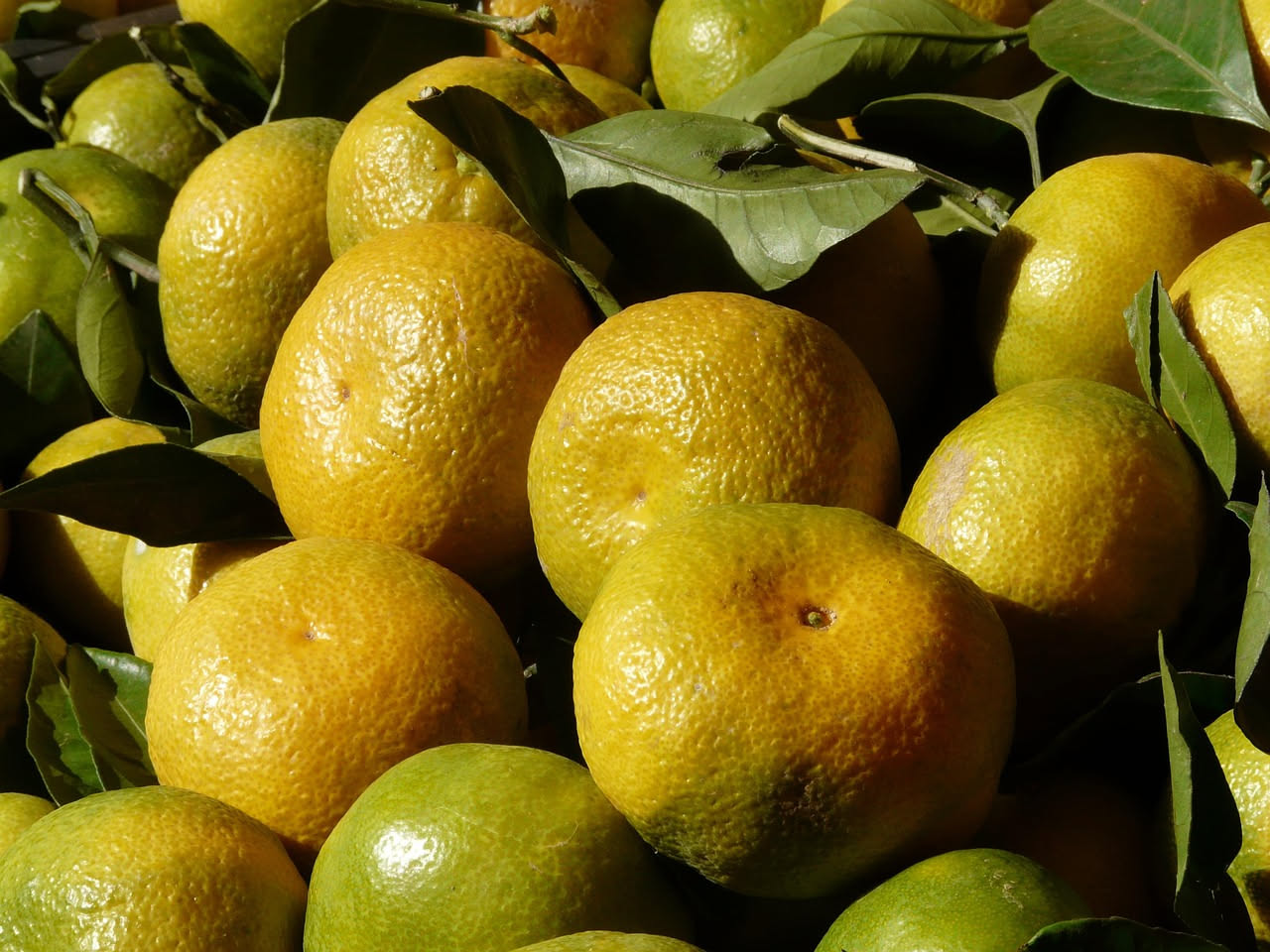 Bergamotto di Reggio Calabria