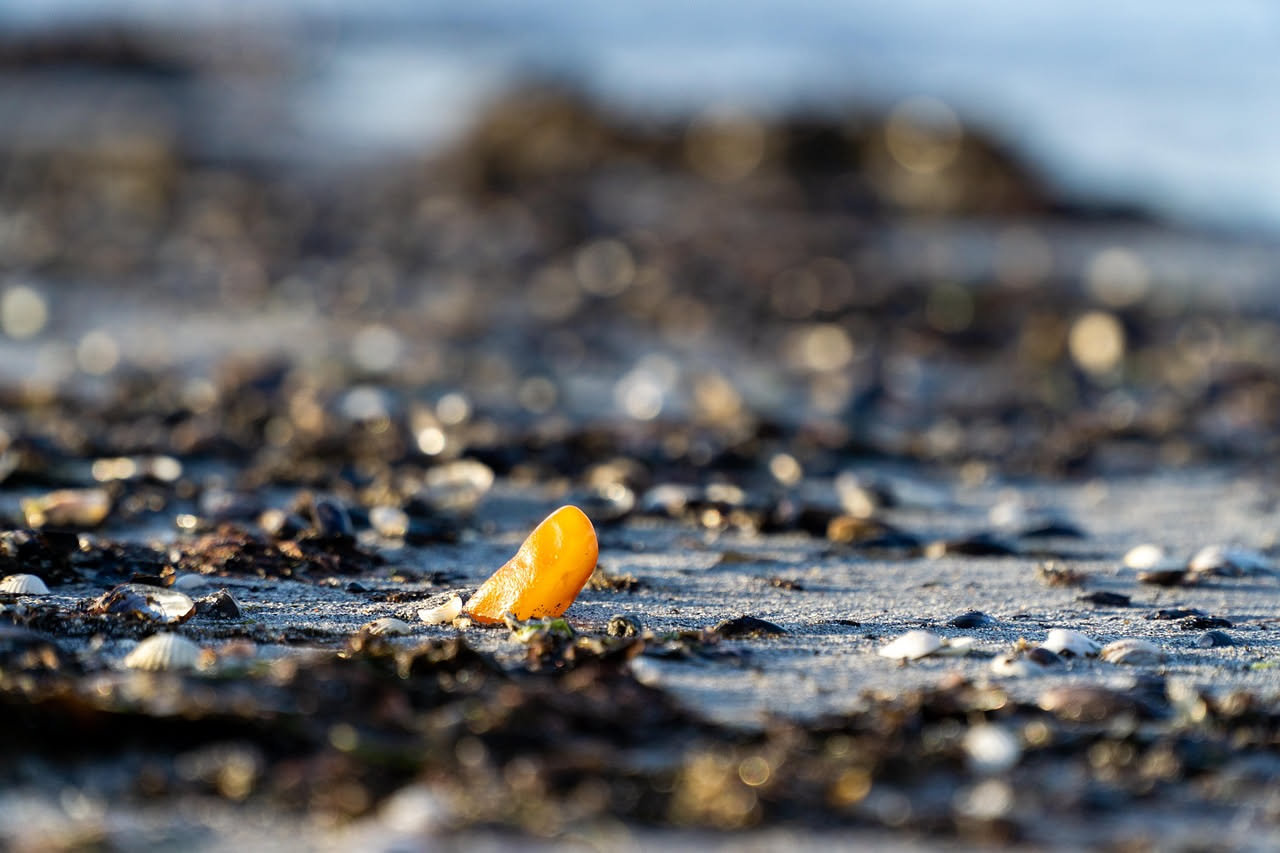 Bottarga di muggine: il sapore intenso del mare che nutre le ossa con minerali essenziali