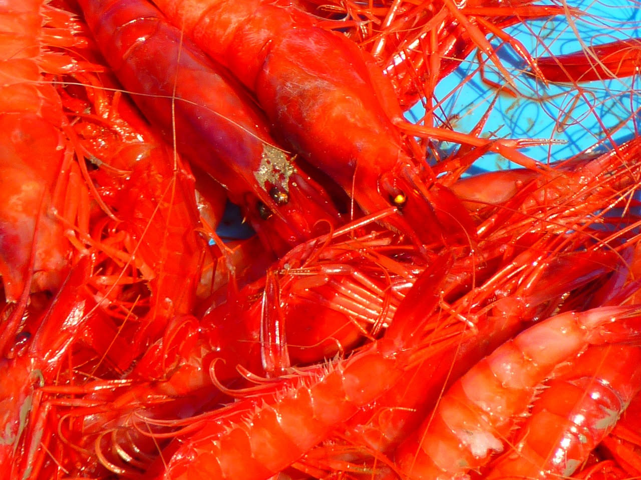 Cacciucco di magro in ciotola di ceramica bianca con fette di pane tostato, verdure visibili nel brodetto rosso, peperoncino rosso sfocato sullo sfondo