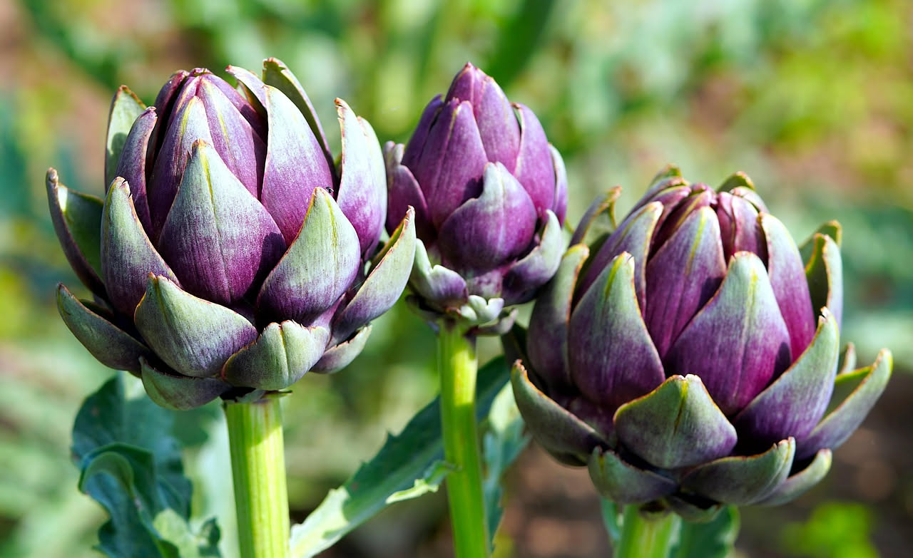 Carciofi in agrodolce