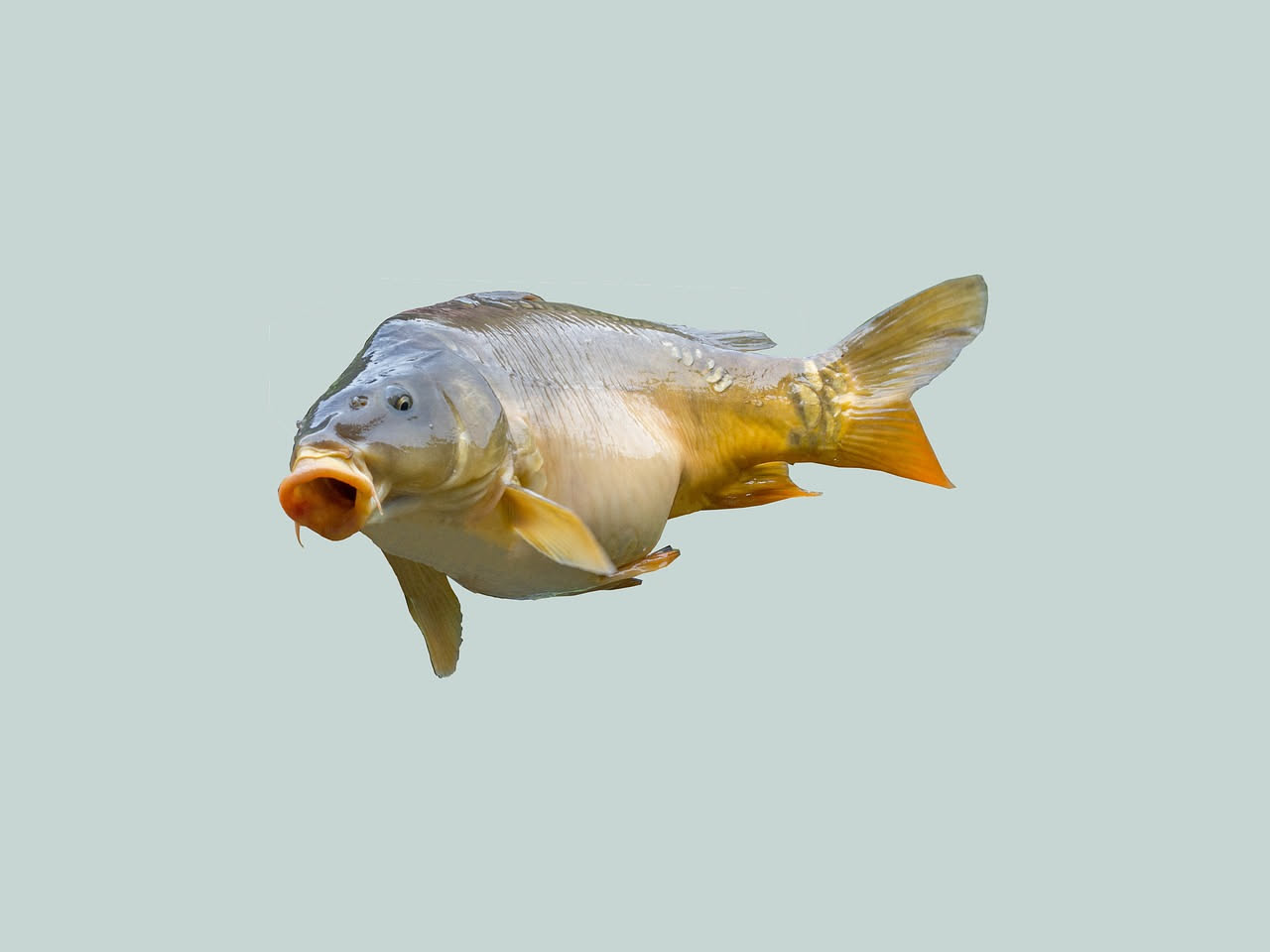 Carpa ripiena di erbe