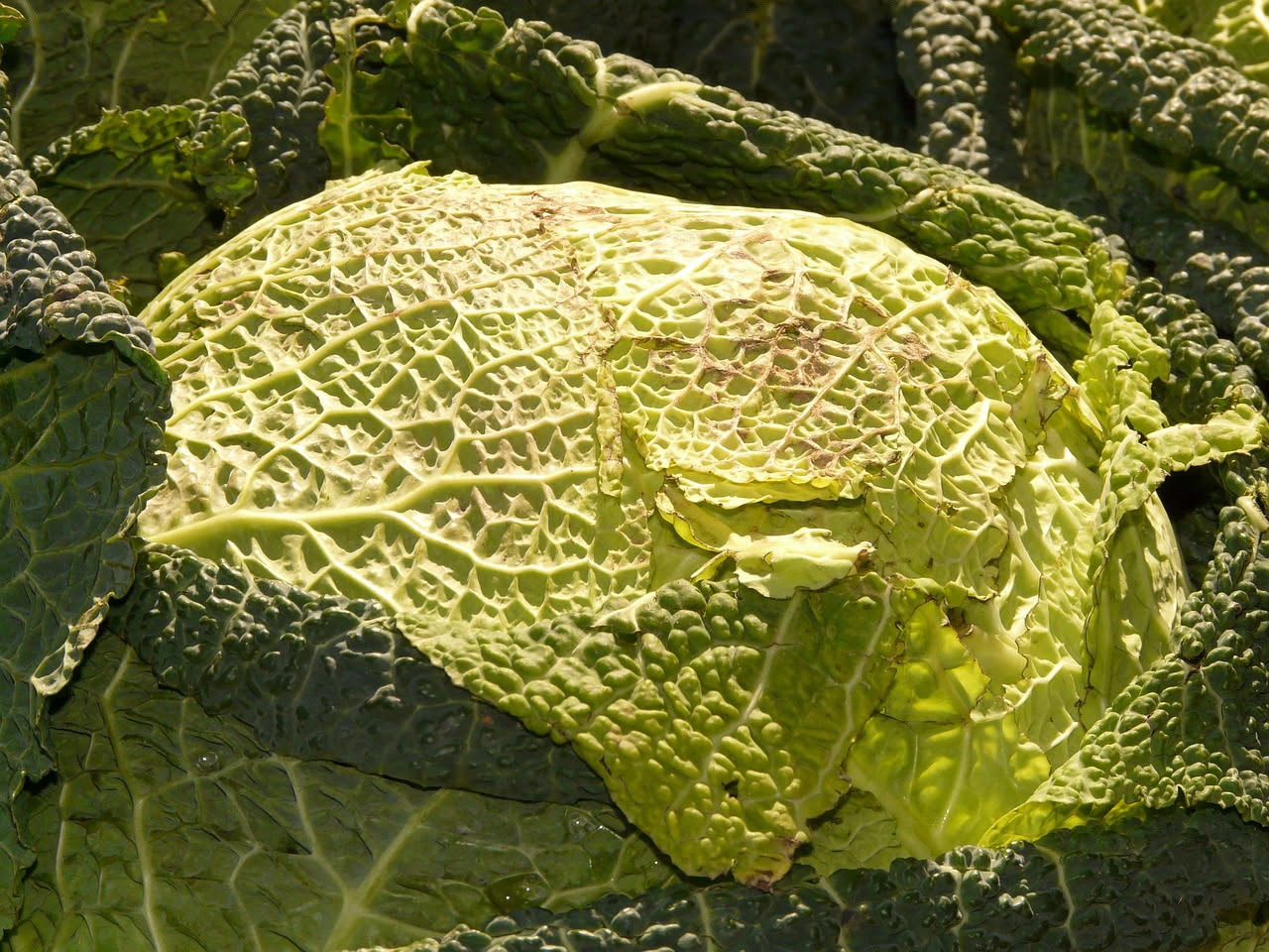Cavolo riccio croccante e dorato in una padella di ferro, condito con aglio affettato e gocce di olio lucente, peperoncino rosso visibile tra le foglie