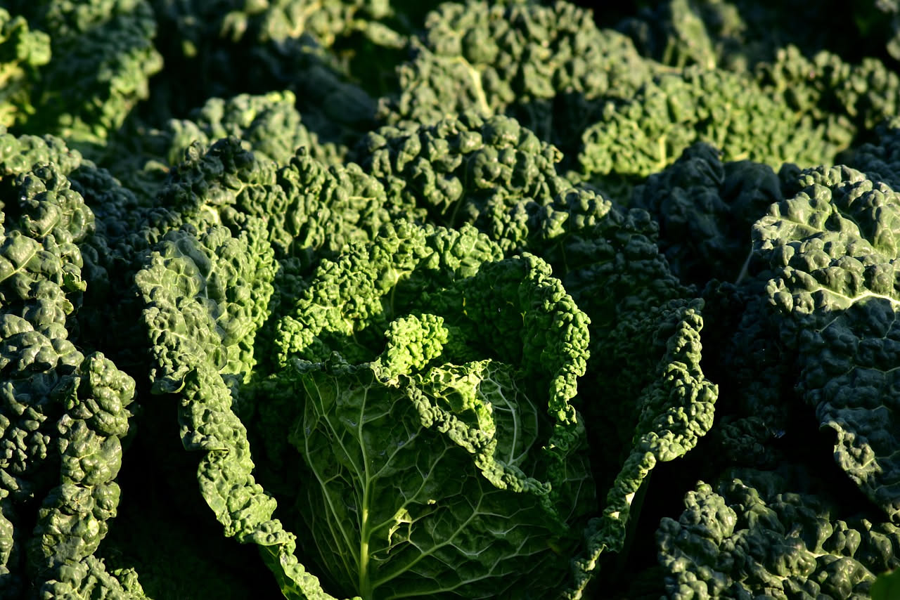Cavolo nero ripassato