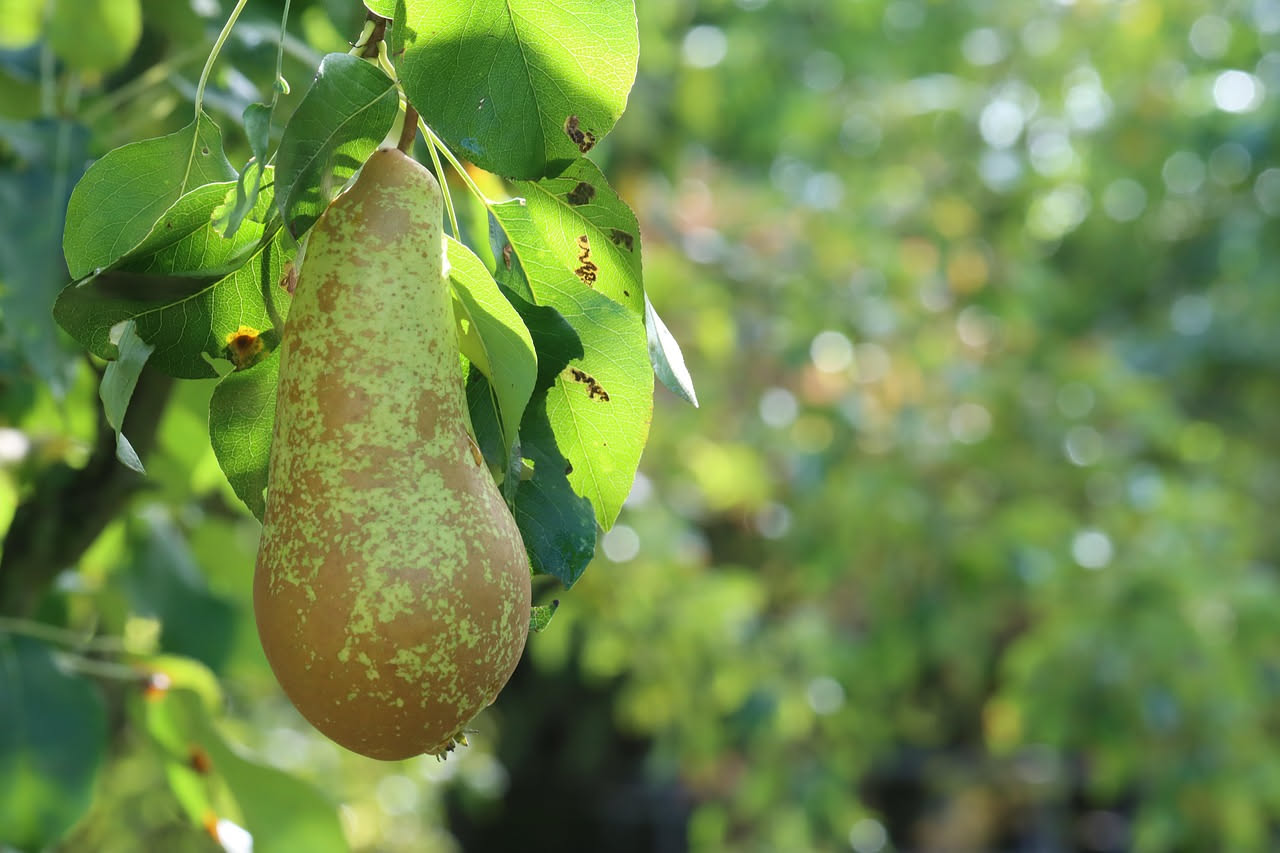 Chutney di pere