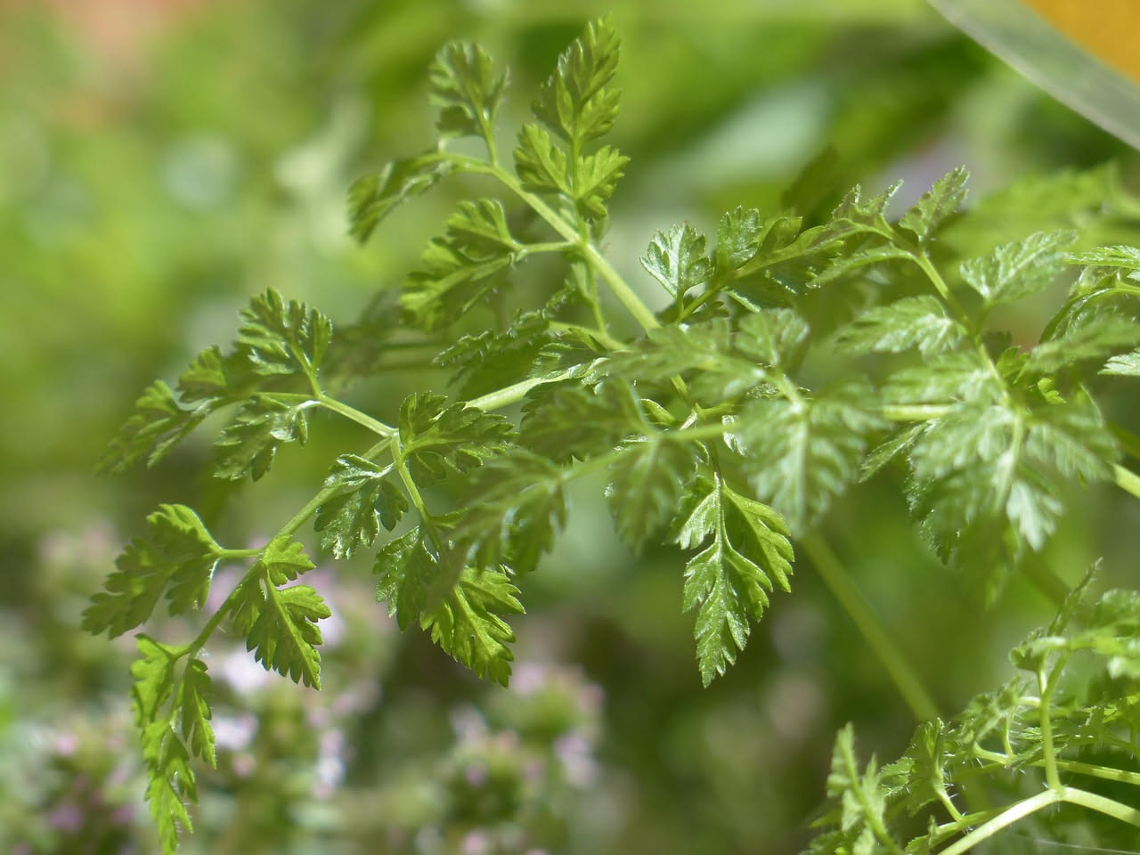 Cibreo: delicato soffritto di frattaglie che nutre il corpo con ferro e minerali