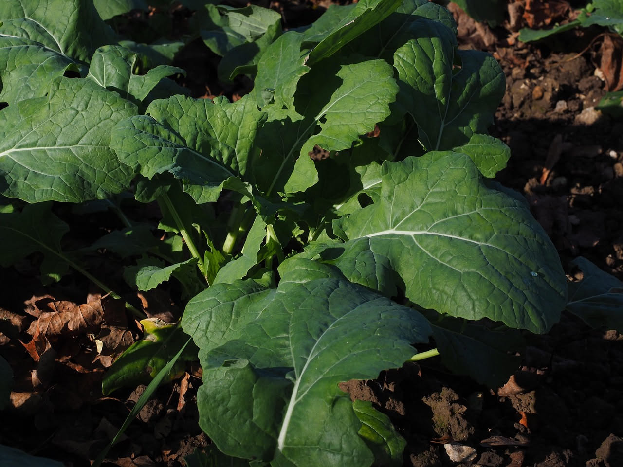 Cima di rapa
