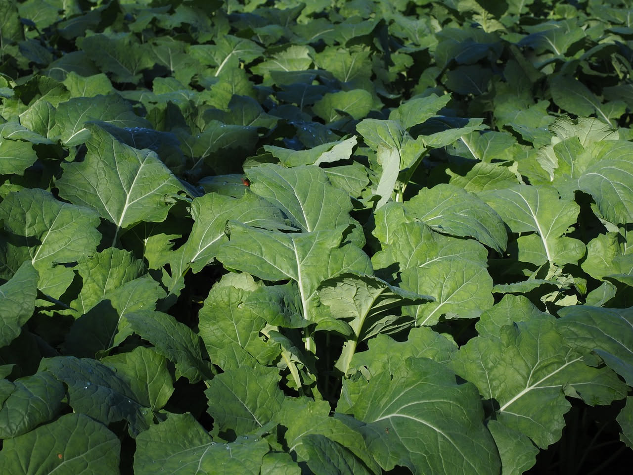 Cime di rapa saltate
