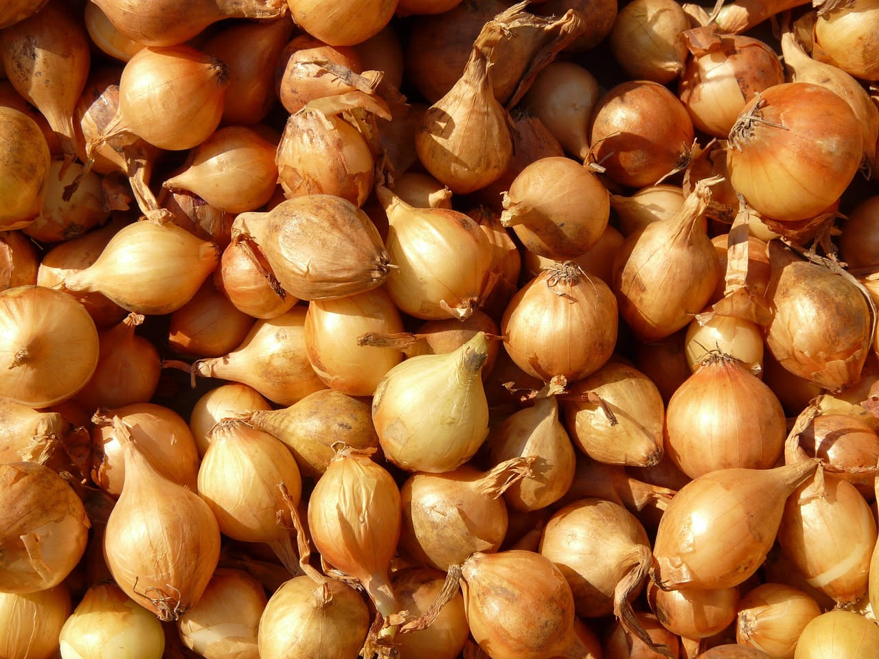 Cipollini in agrodolce
