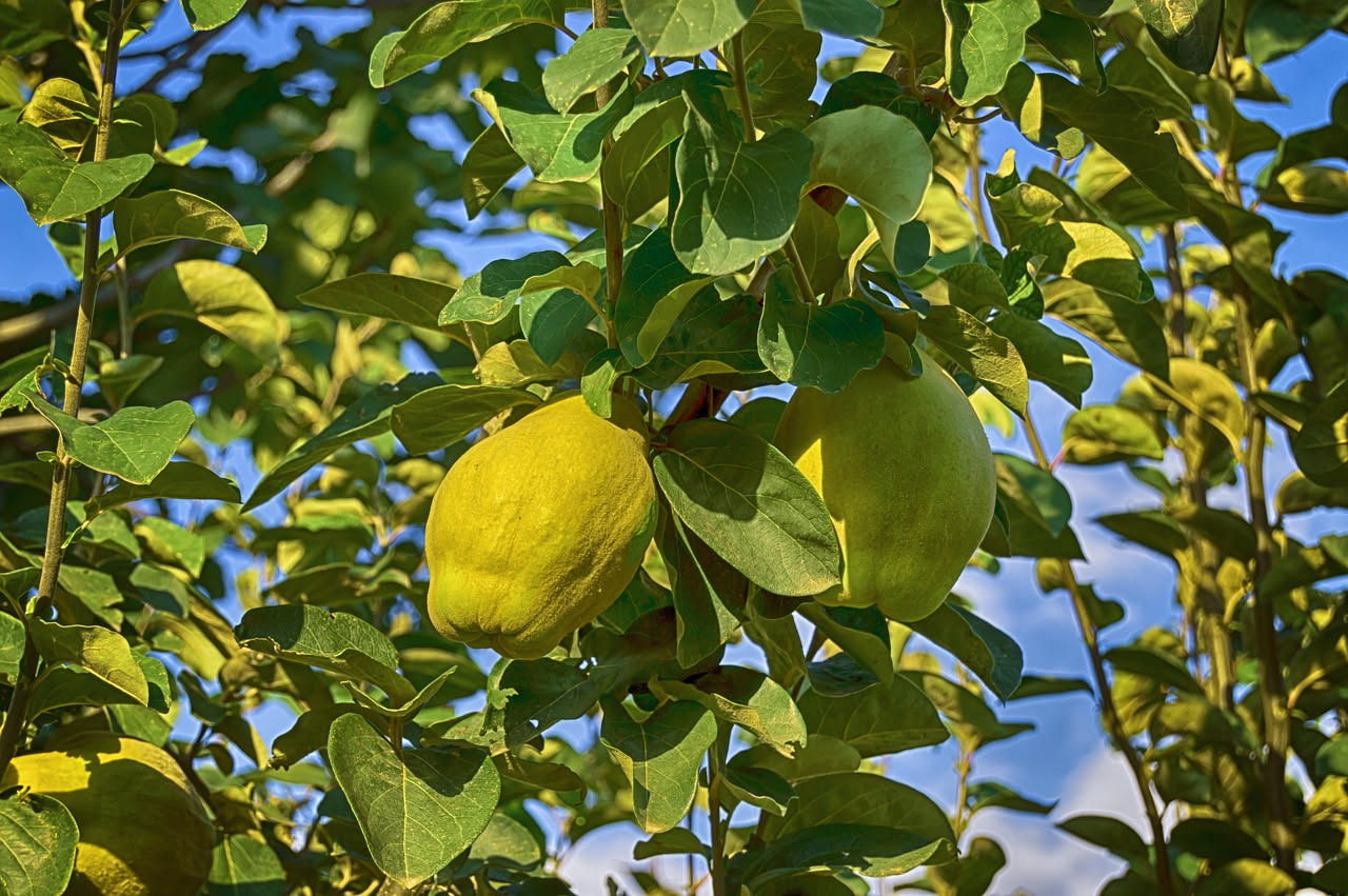 Composta di cotogne