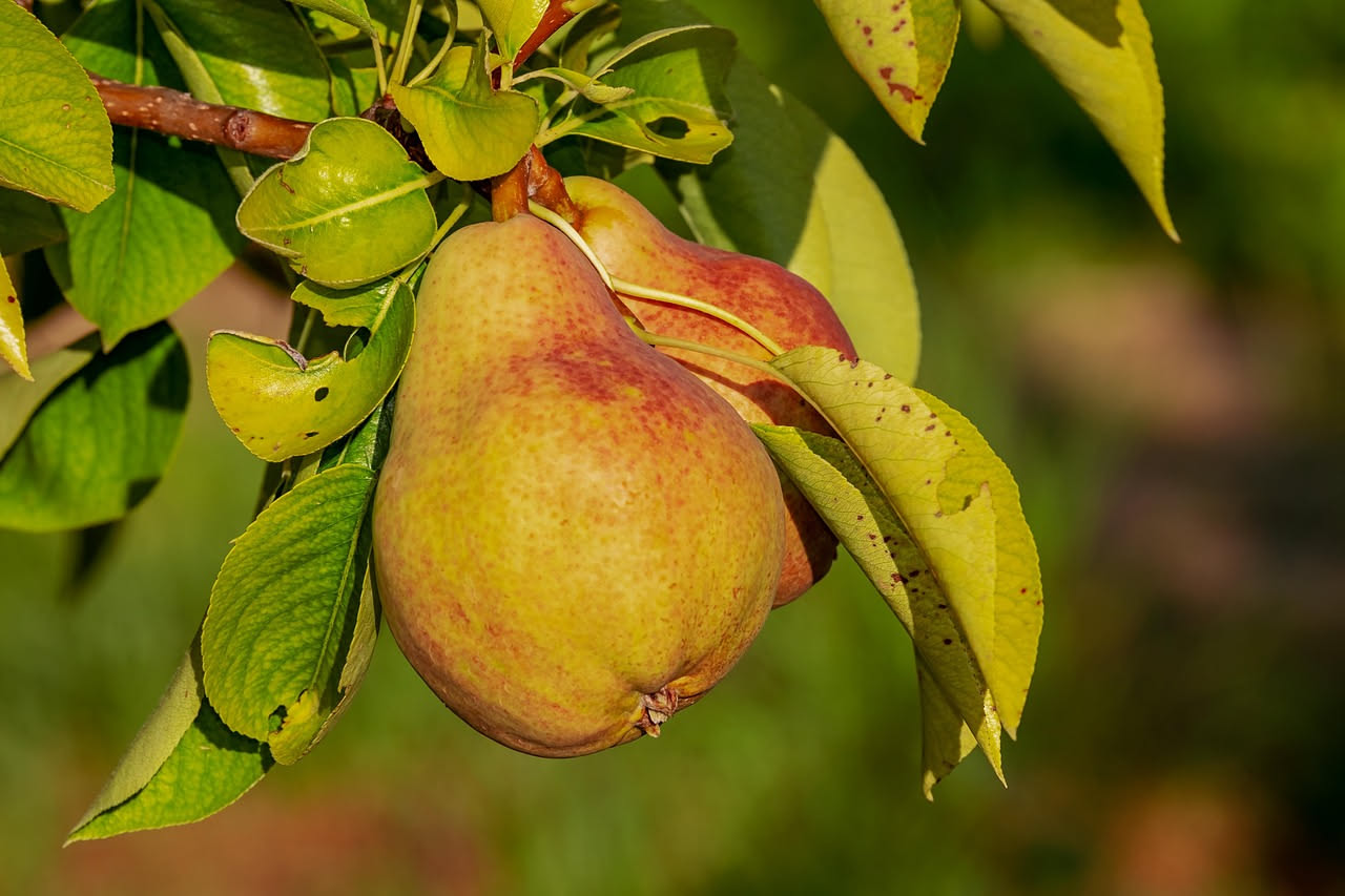 Composta di pere
