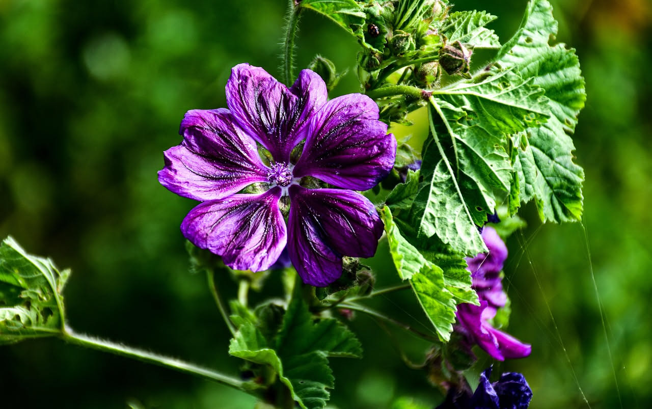 Condimento di malva selvatica