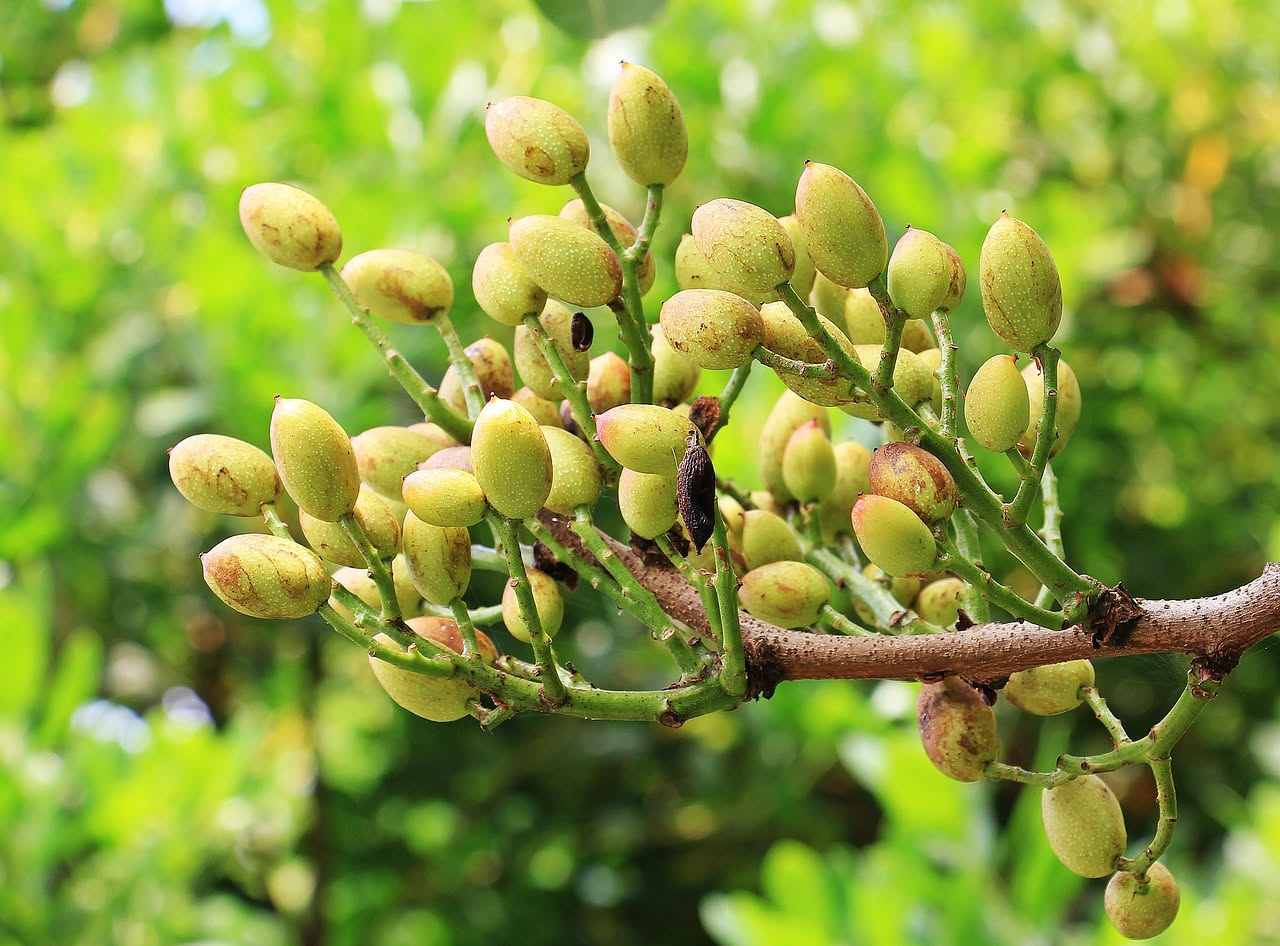 Condimento di pistacchio di Bronte
