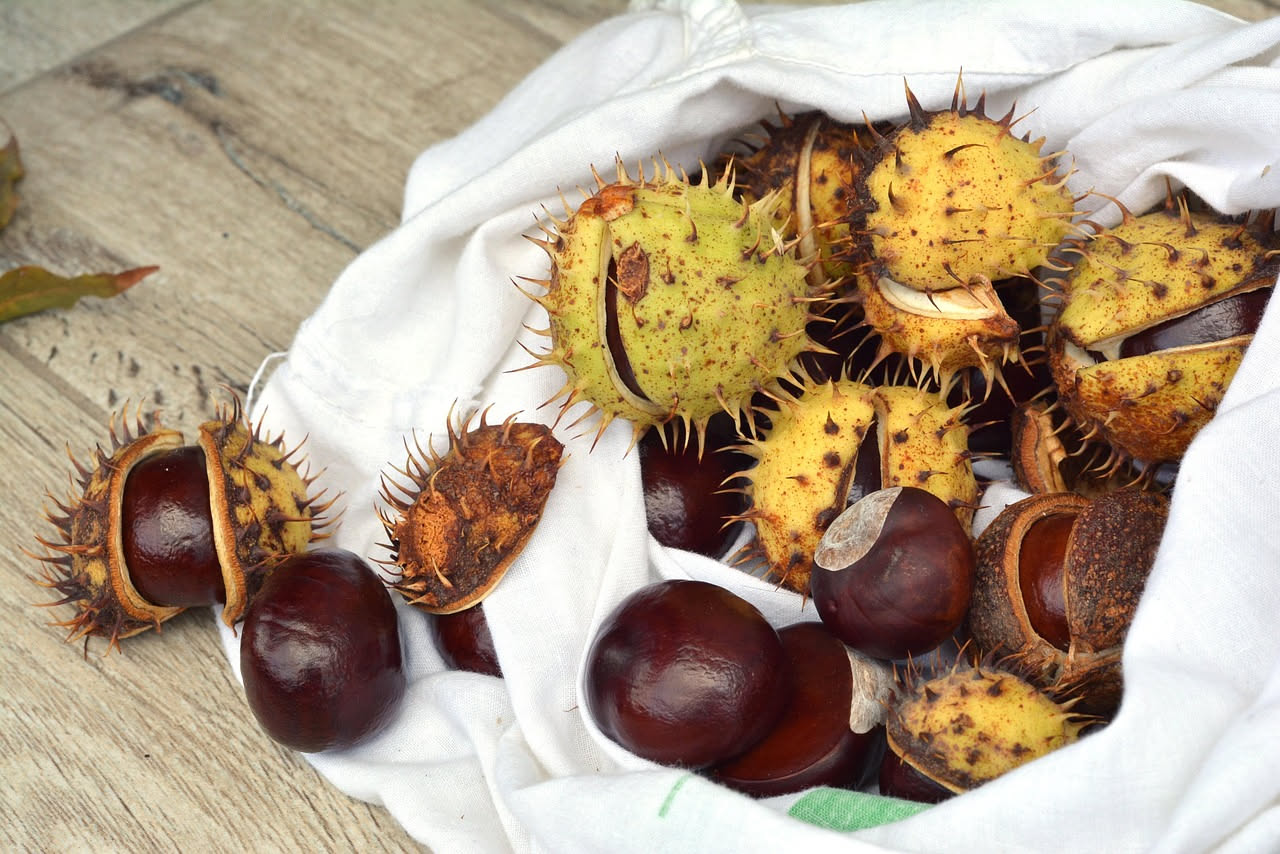 Conserva di castagne