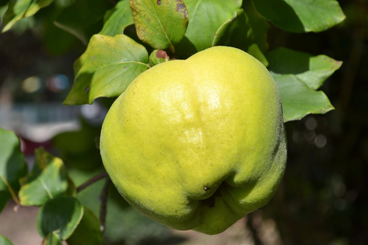 Cotogna