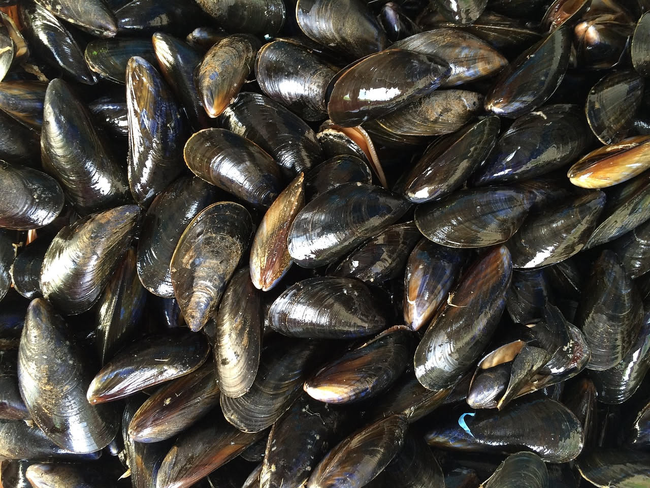 Cozze al forno