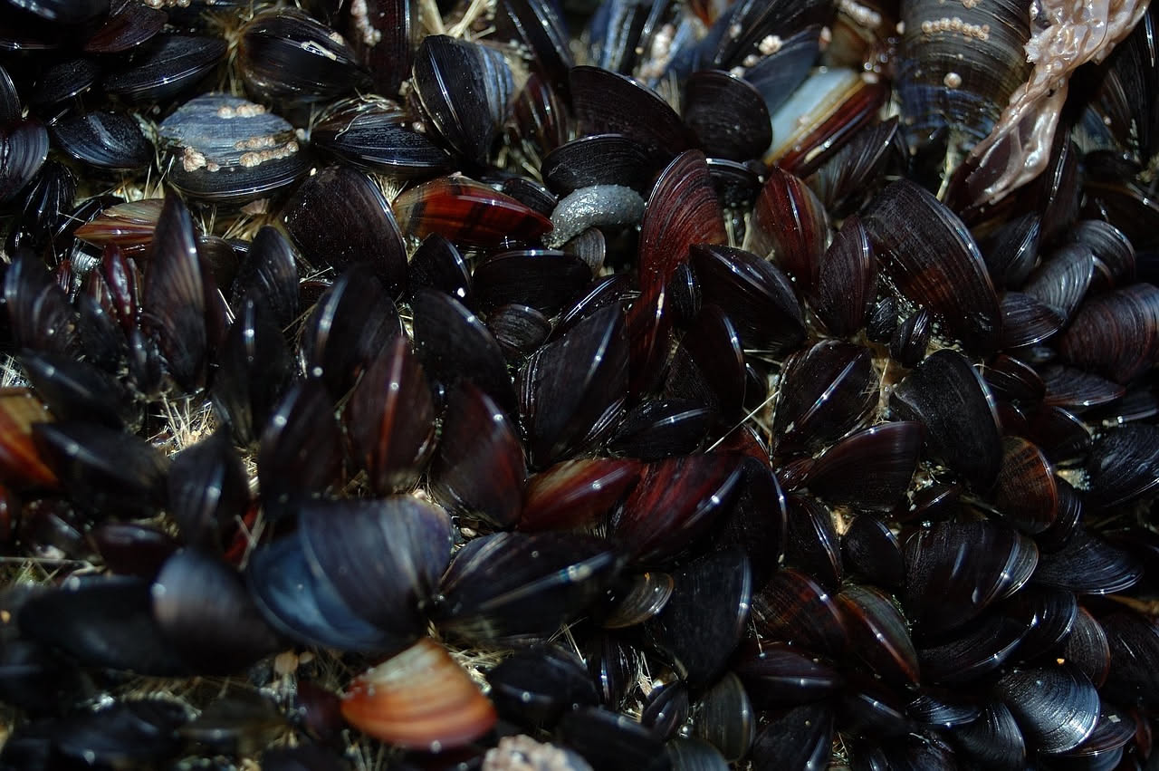 Cozze alla barese