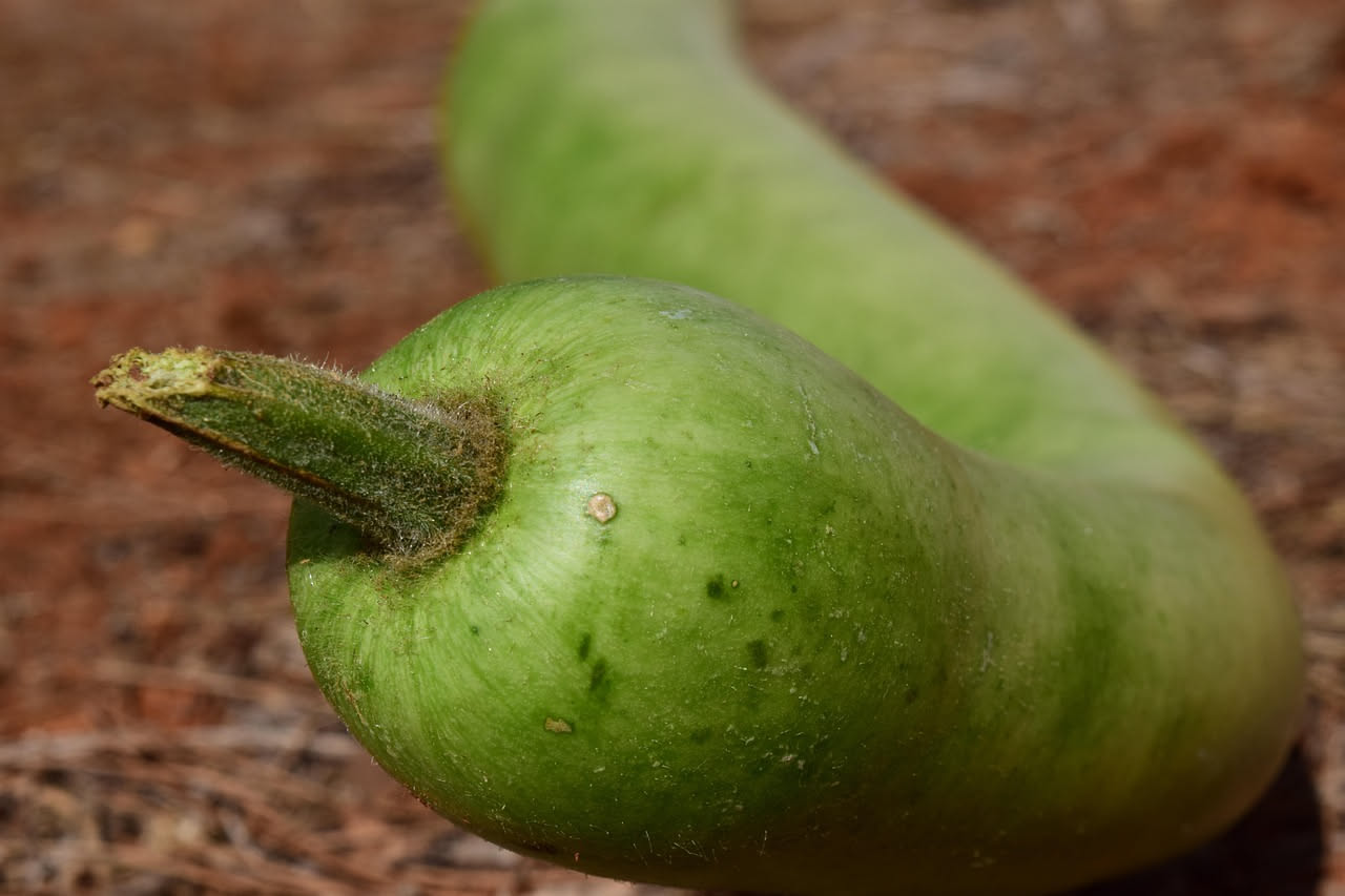 Cucuzza