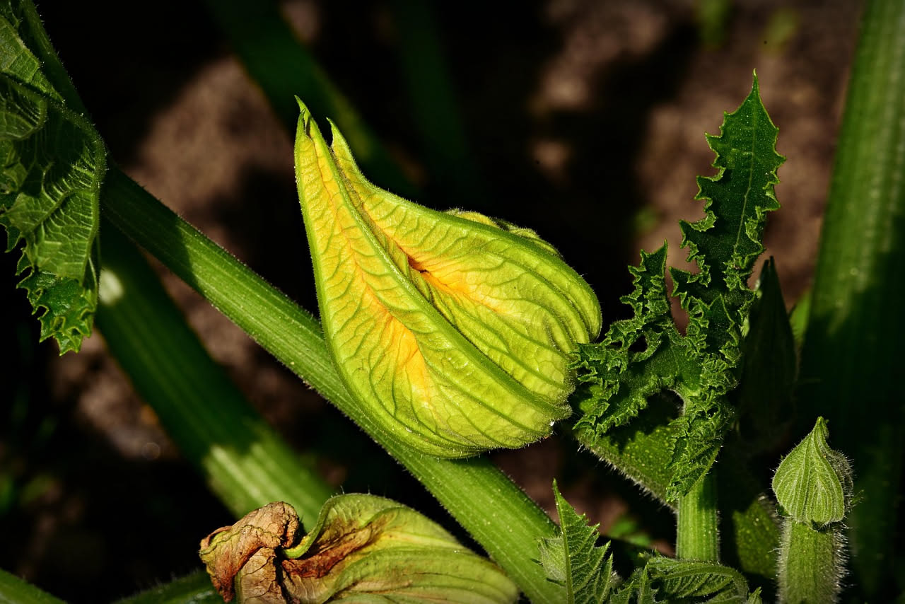 Quattro fiori di zucca fritti dorati e croccanti su carta assorbente bianca, ripieno visibile dove i petali si aprono leggermente, su fondo neutro