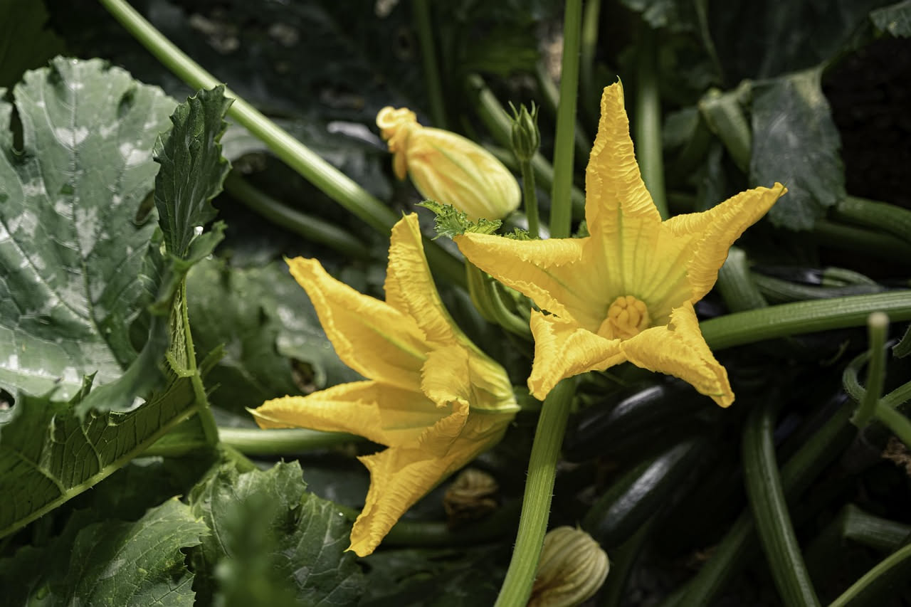 Fiori di zucca dorati ripieni di ricotta visibili dall'interno, posati su un piatto bianco con foglie fresche di basilico accanto e olio d'oliva