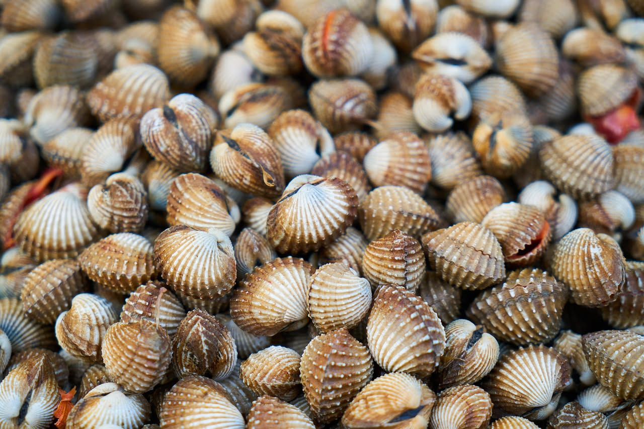 Fregola tostata color avorio con arselle aperte e carne rosa pallido, umida di brodo marino, cosparsa di prezzemolo fresco verde su piatto bianco