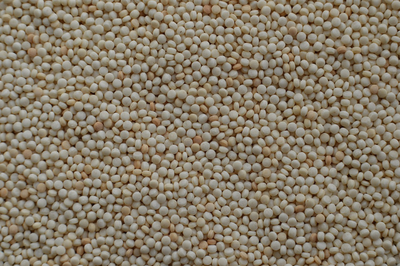 Fregola cun cocciula