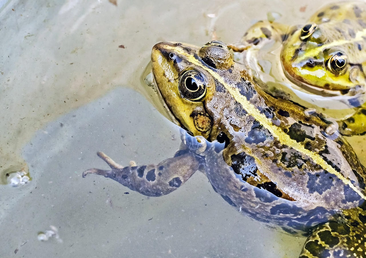 Frog soup