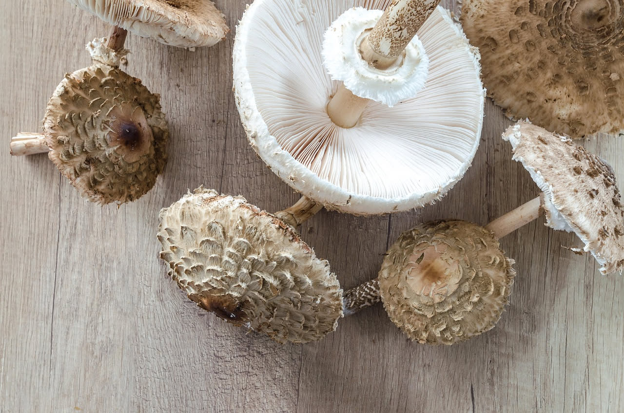Funghi cardoncelli sottaceto