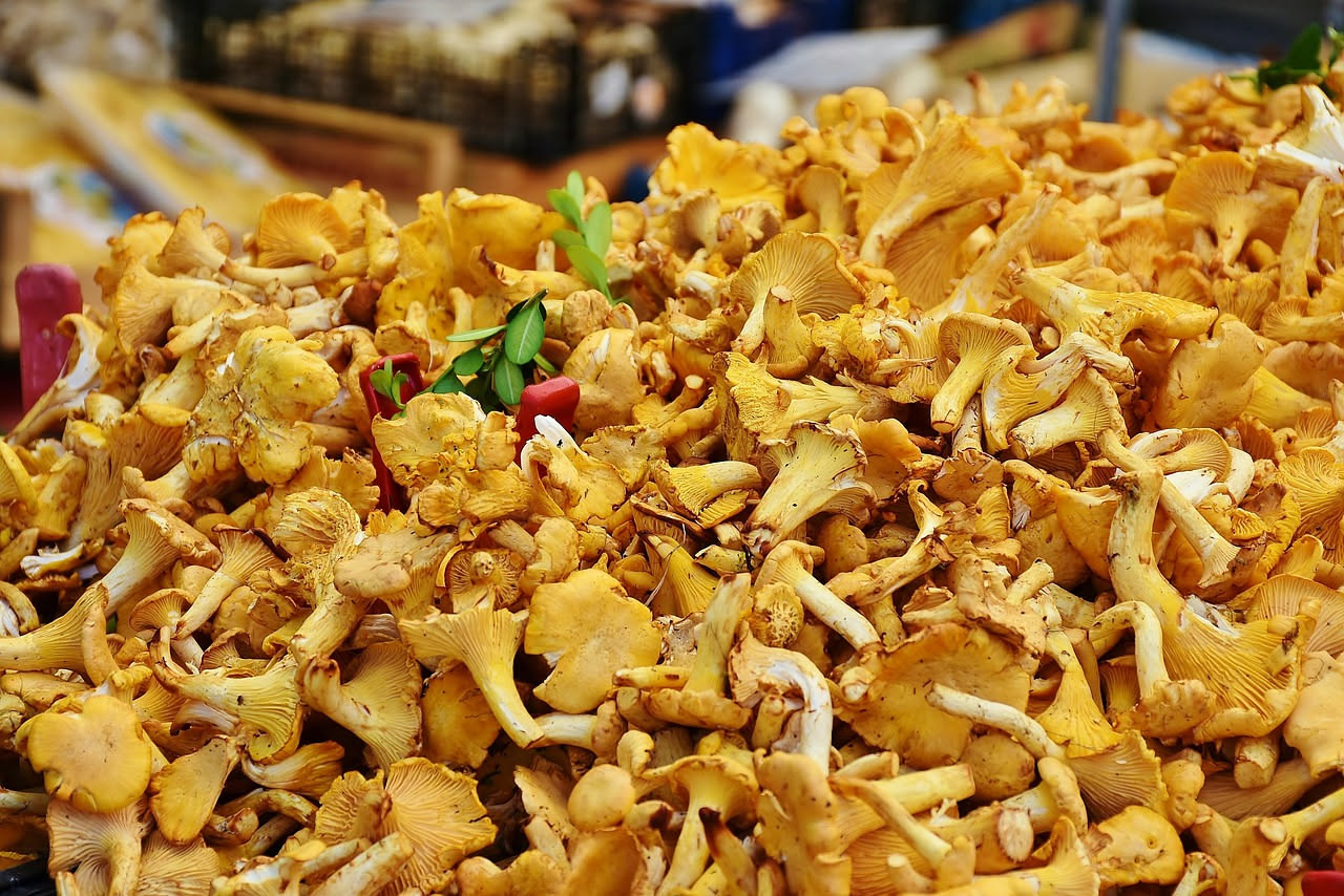 Funghi di bosco in umido