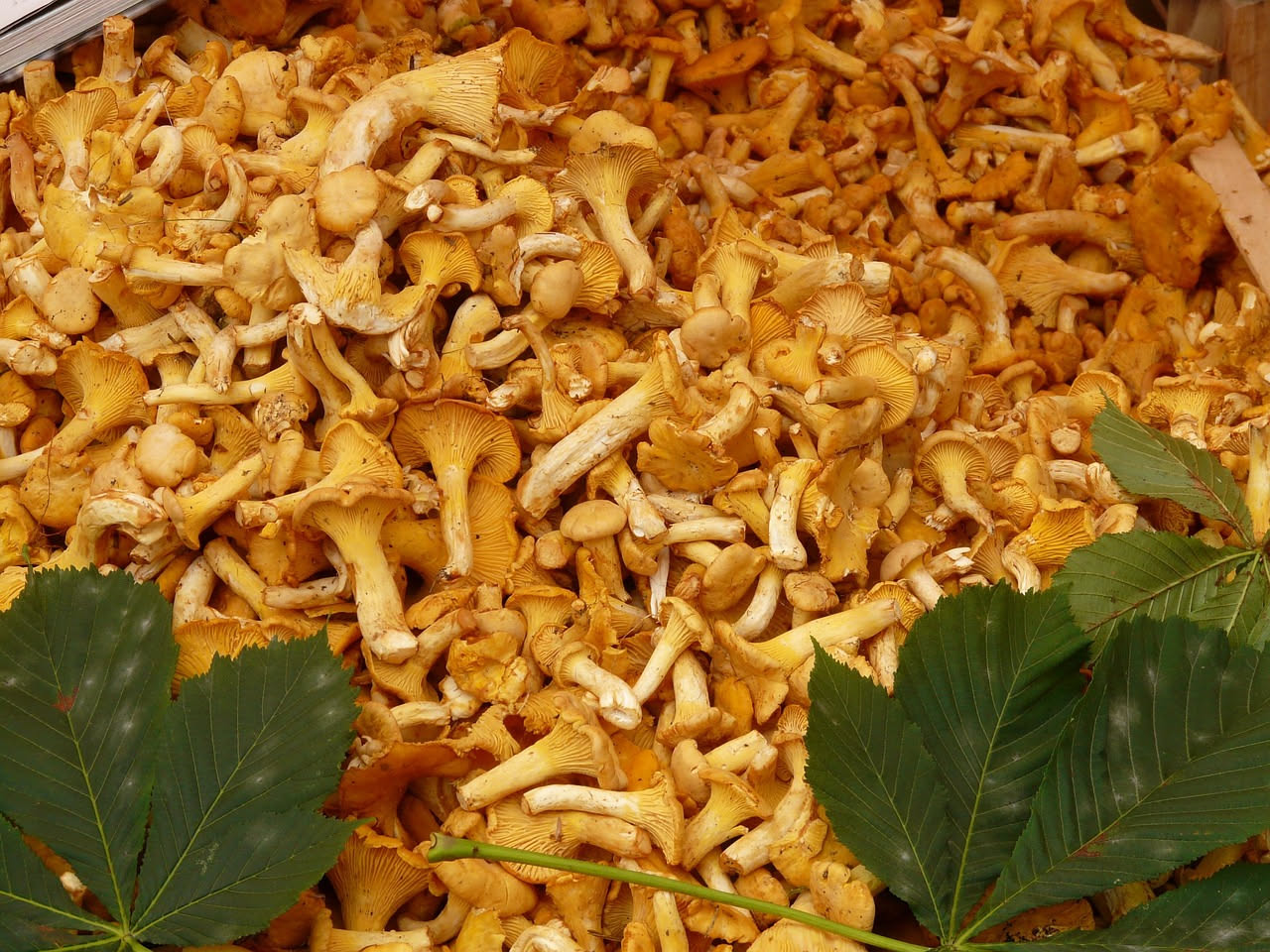 Funghi di bosco