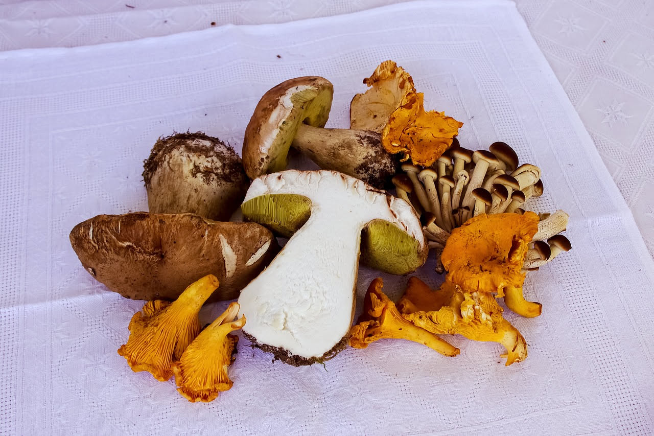 Funghi misti rossi e bianchi cotti in un piatto ceramica bianca, ricoperti di salsa rossa con olive nere, prezzemolo fresco e gocce di olio d'oliva