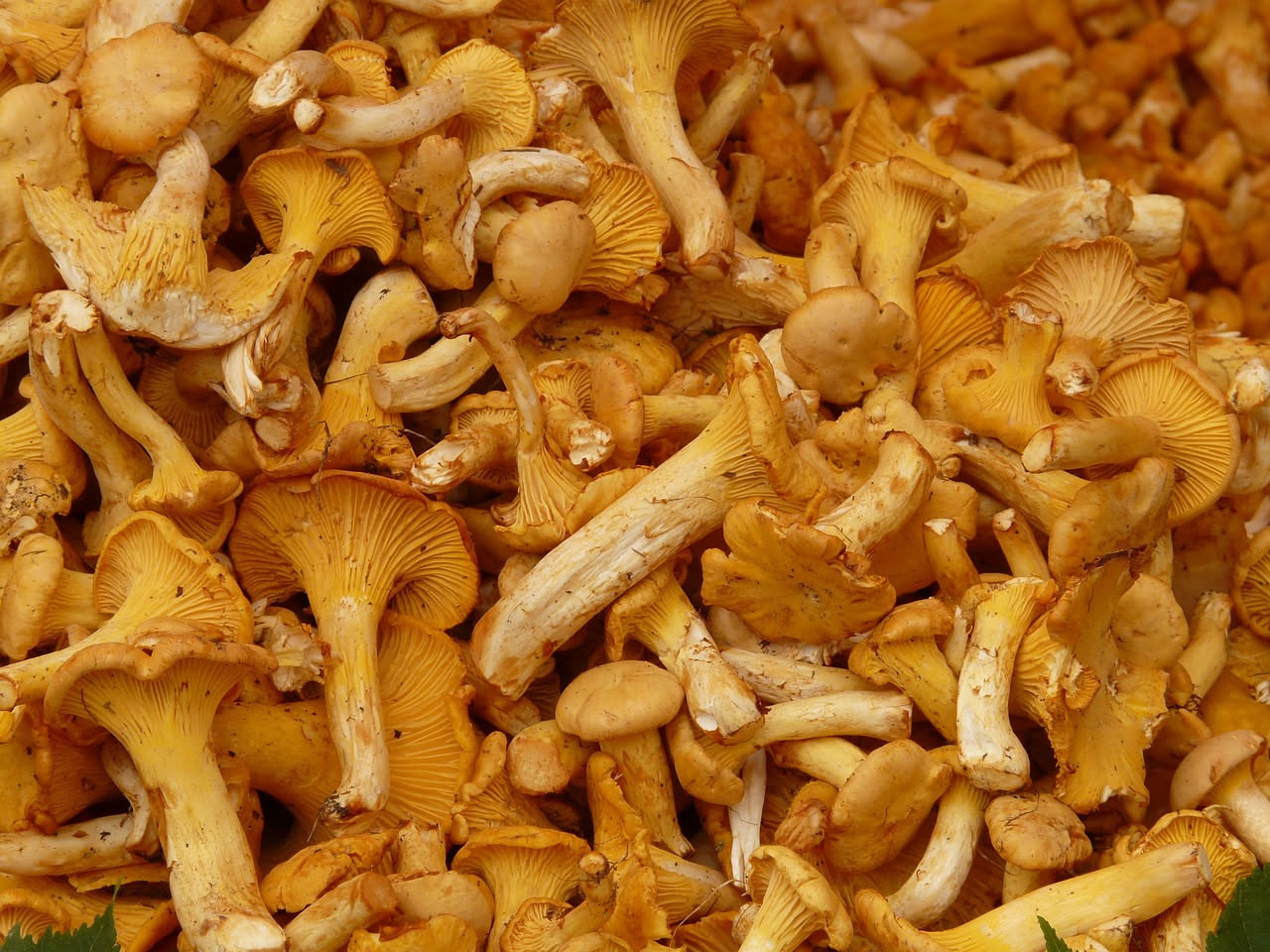 Funghi misti conservati