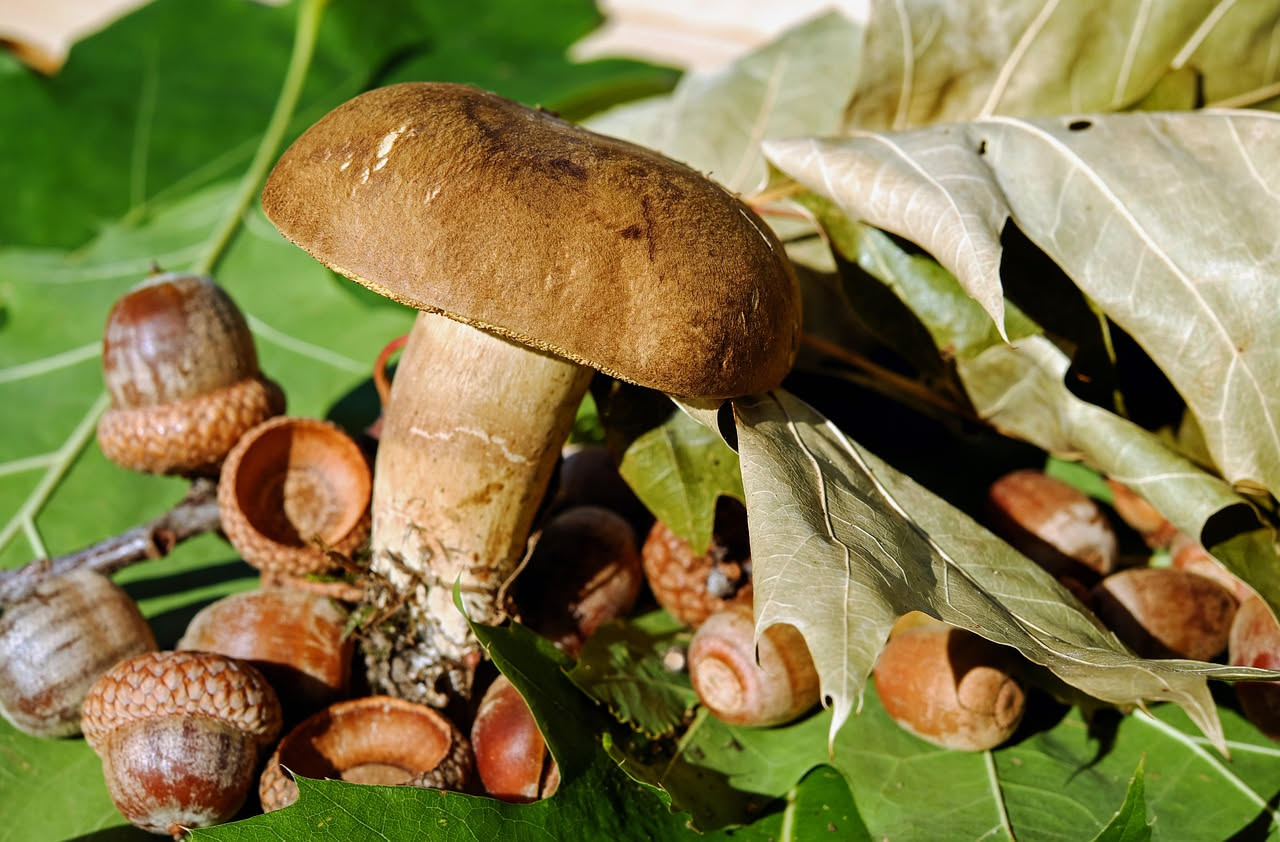 Funghi Porcini sott'Olio: umami profondo e digeribilità leggera in ogni cucchiaio