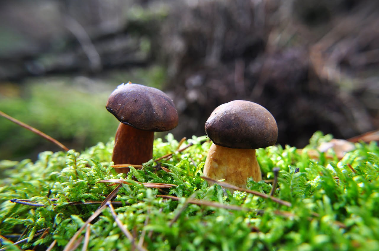 Funghi porcini sottoli