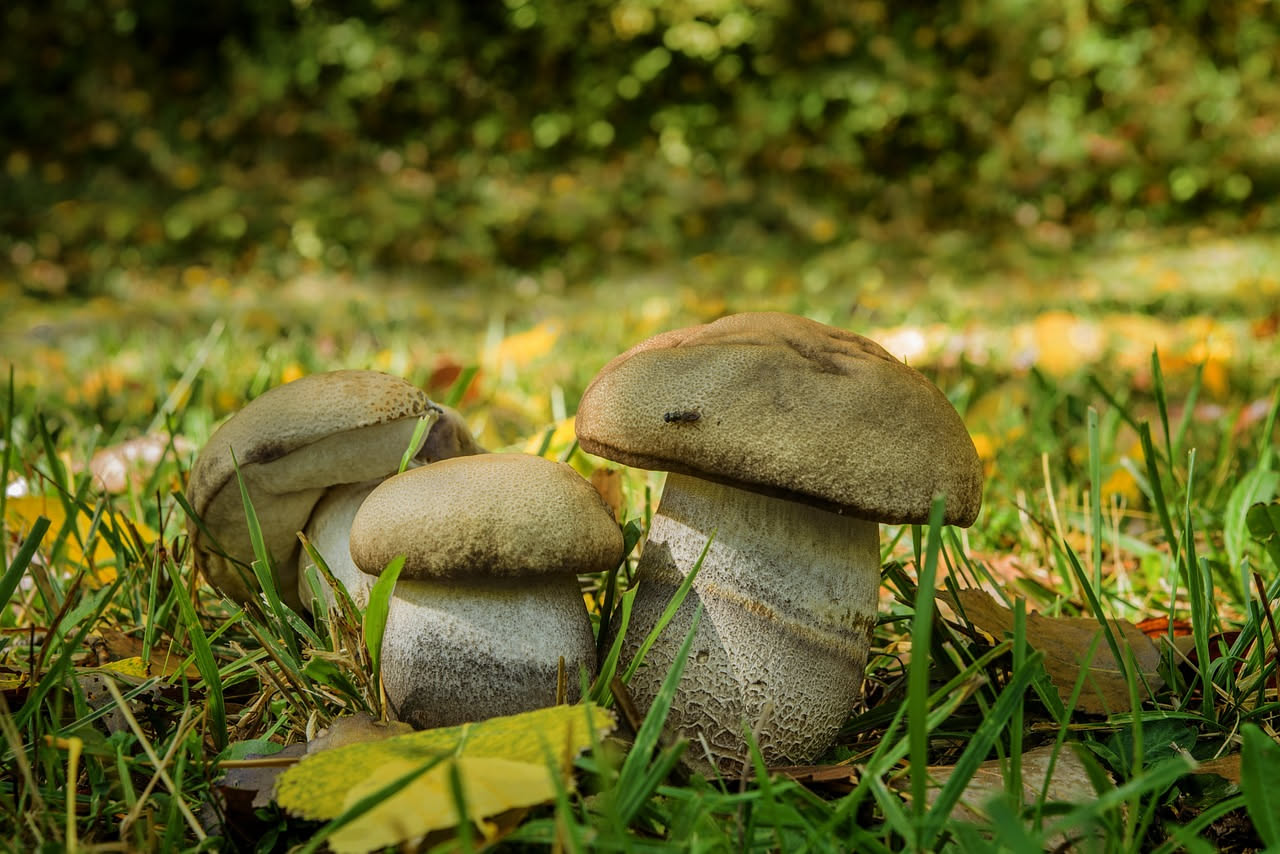 Funghi porcini trifolati conservati