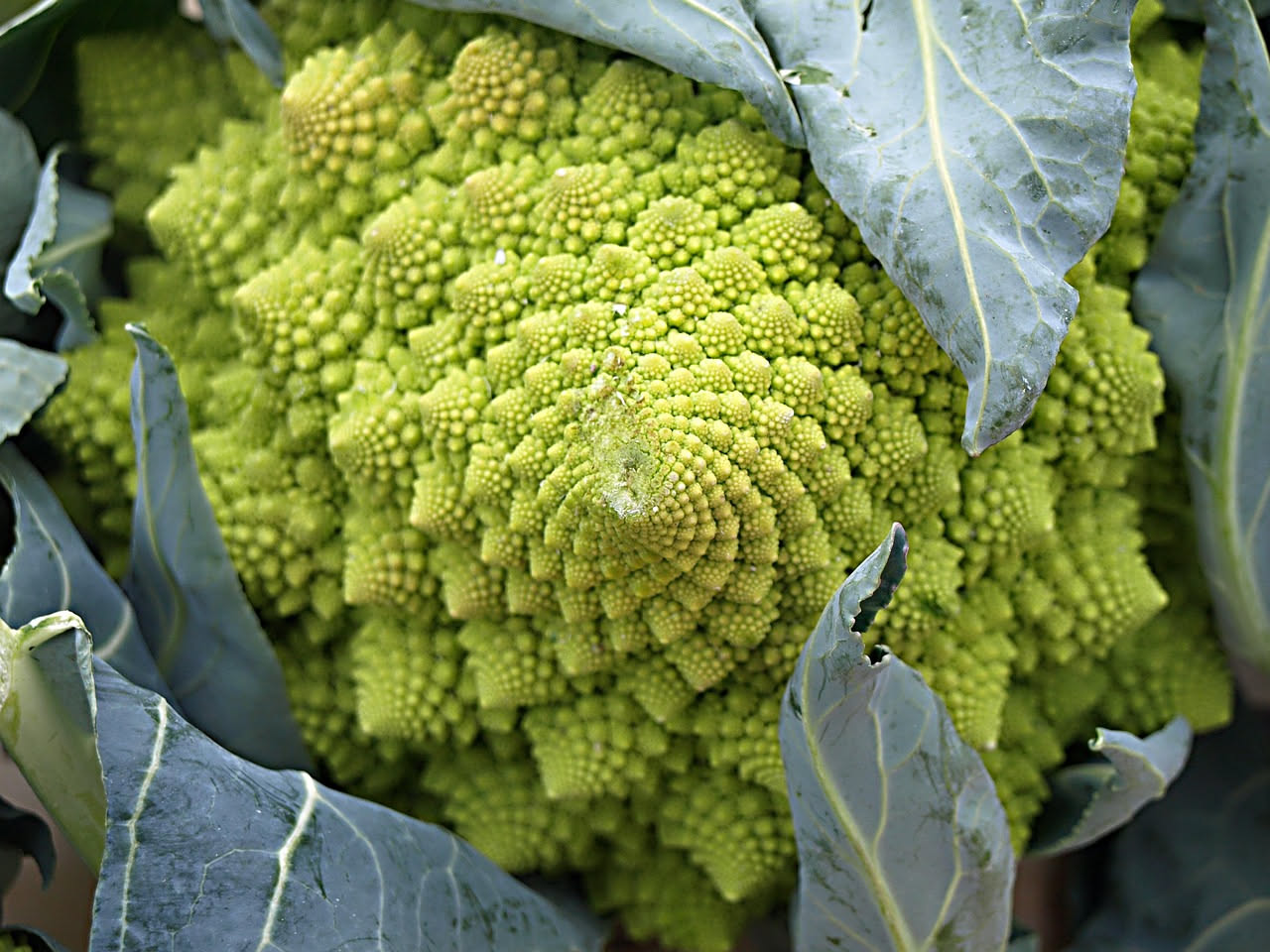 Fusilli al cavolo broccolo
