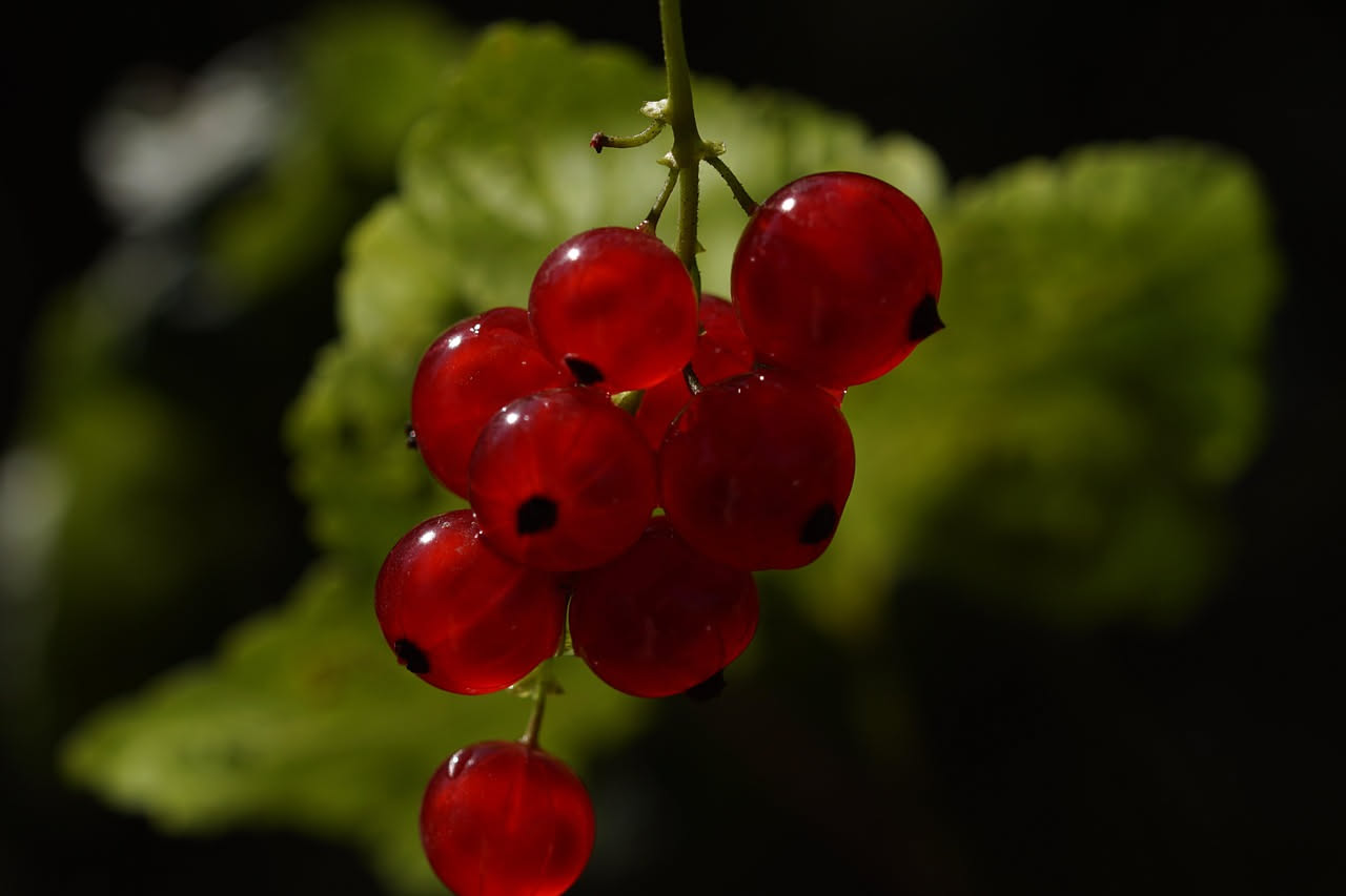 Gelatina di ribes