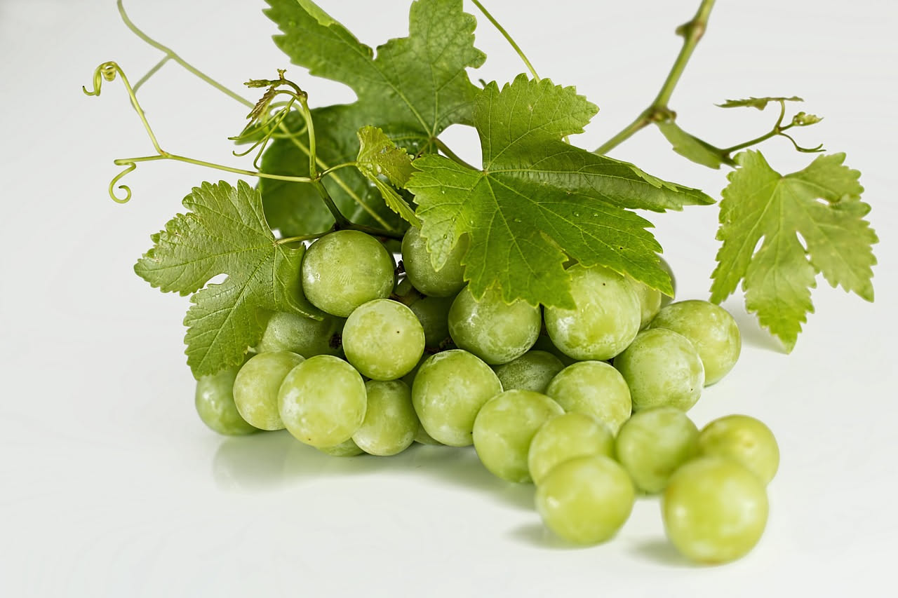 Grappa di vinaccia