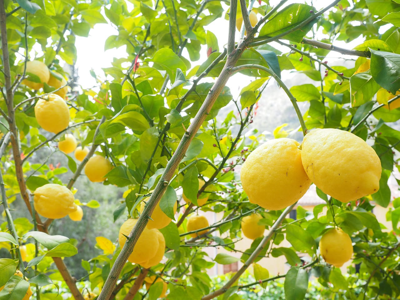 Limoni di Sorrento sotto sale