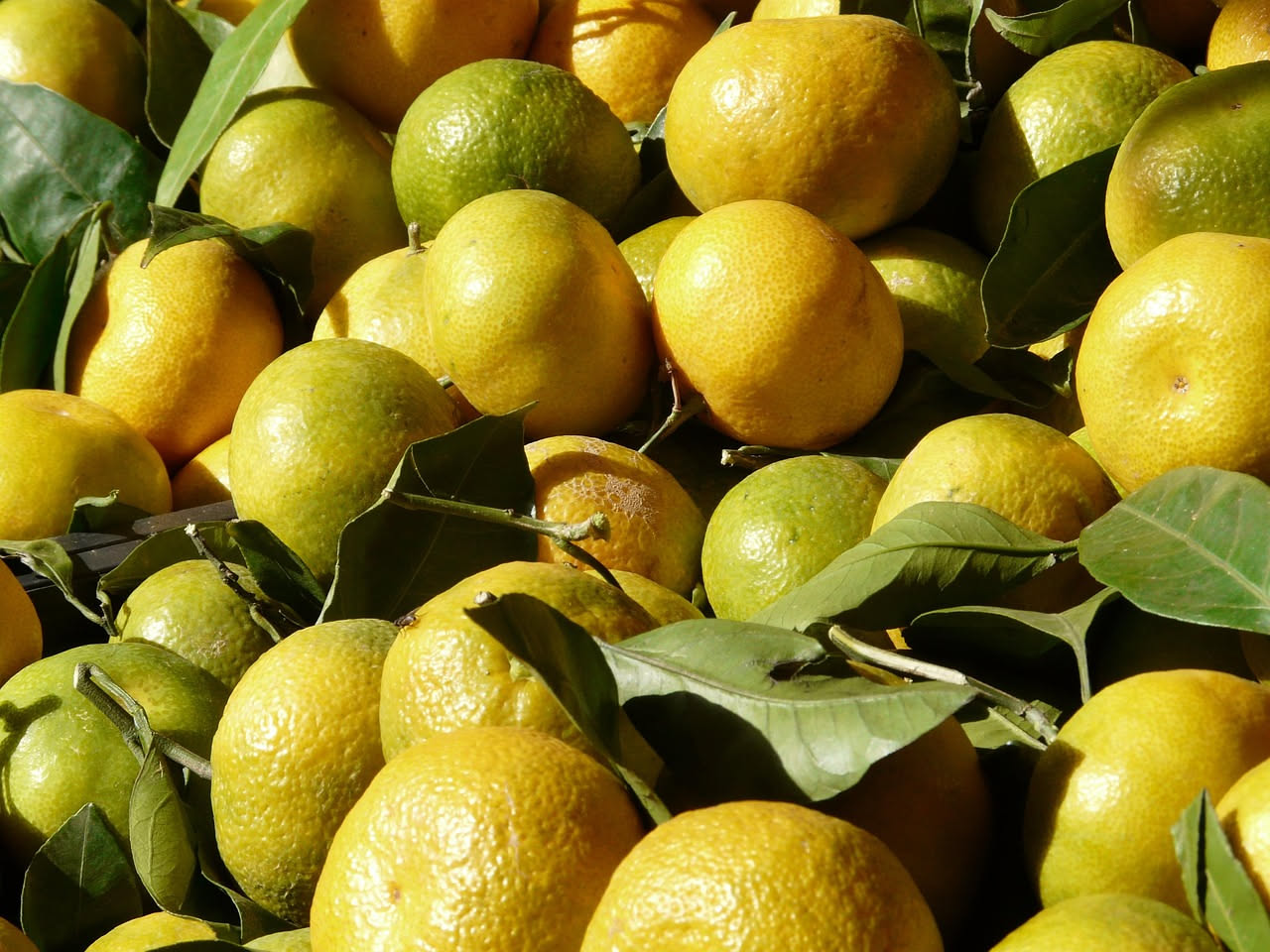 Liquore di agrumi selvatici