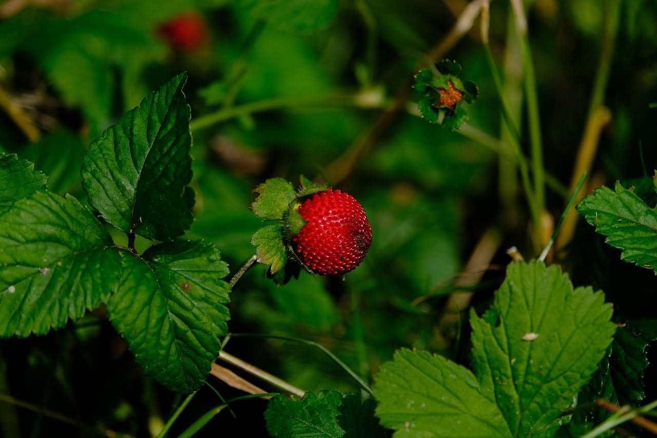 Liquore di fragola selvatica